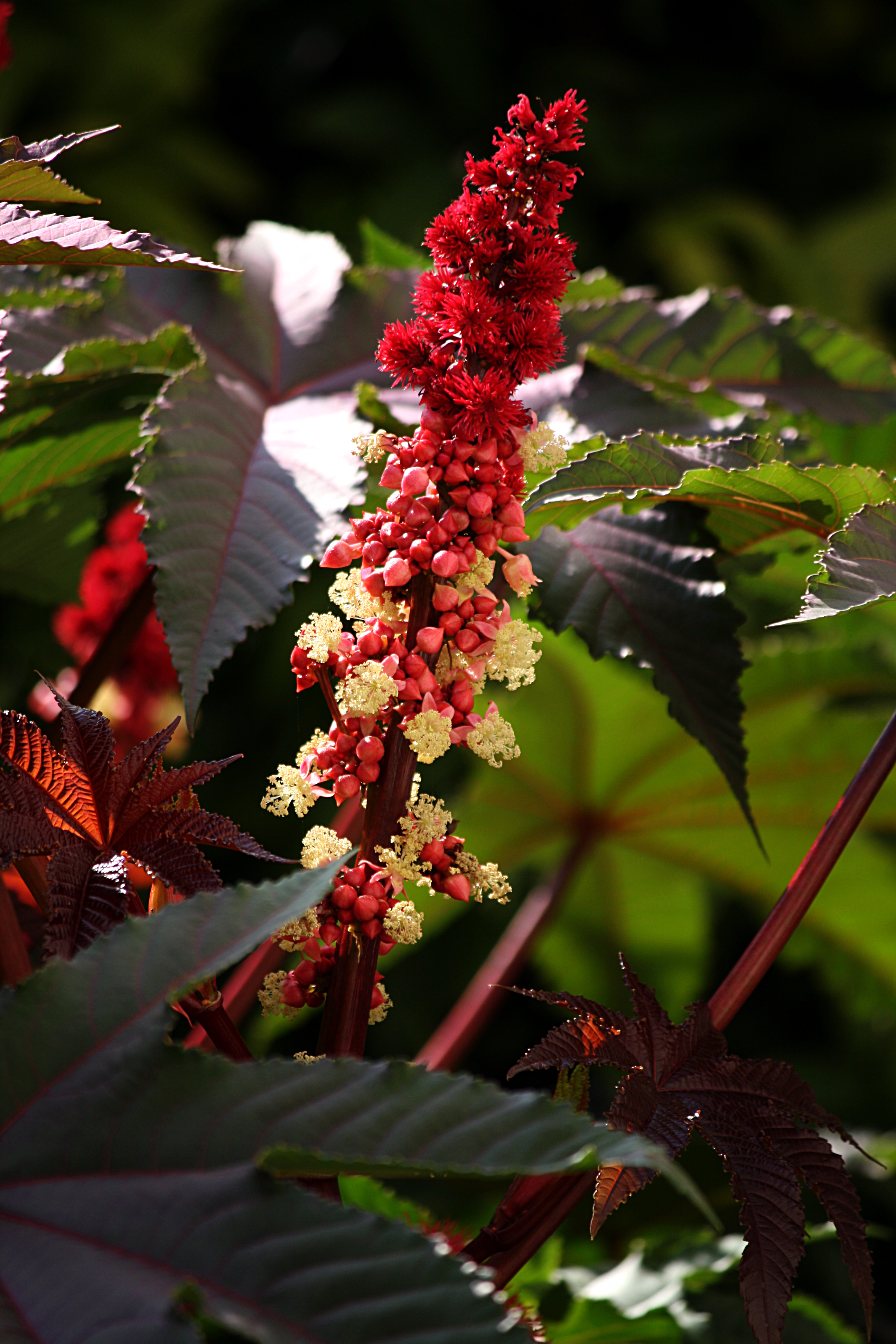 Ricinus communis 001