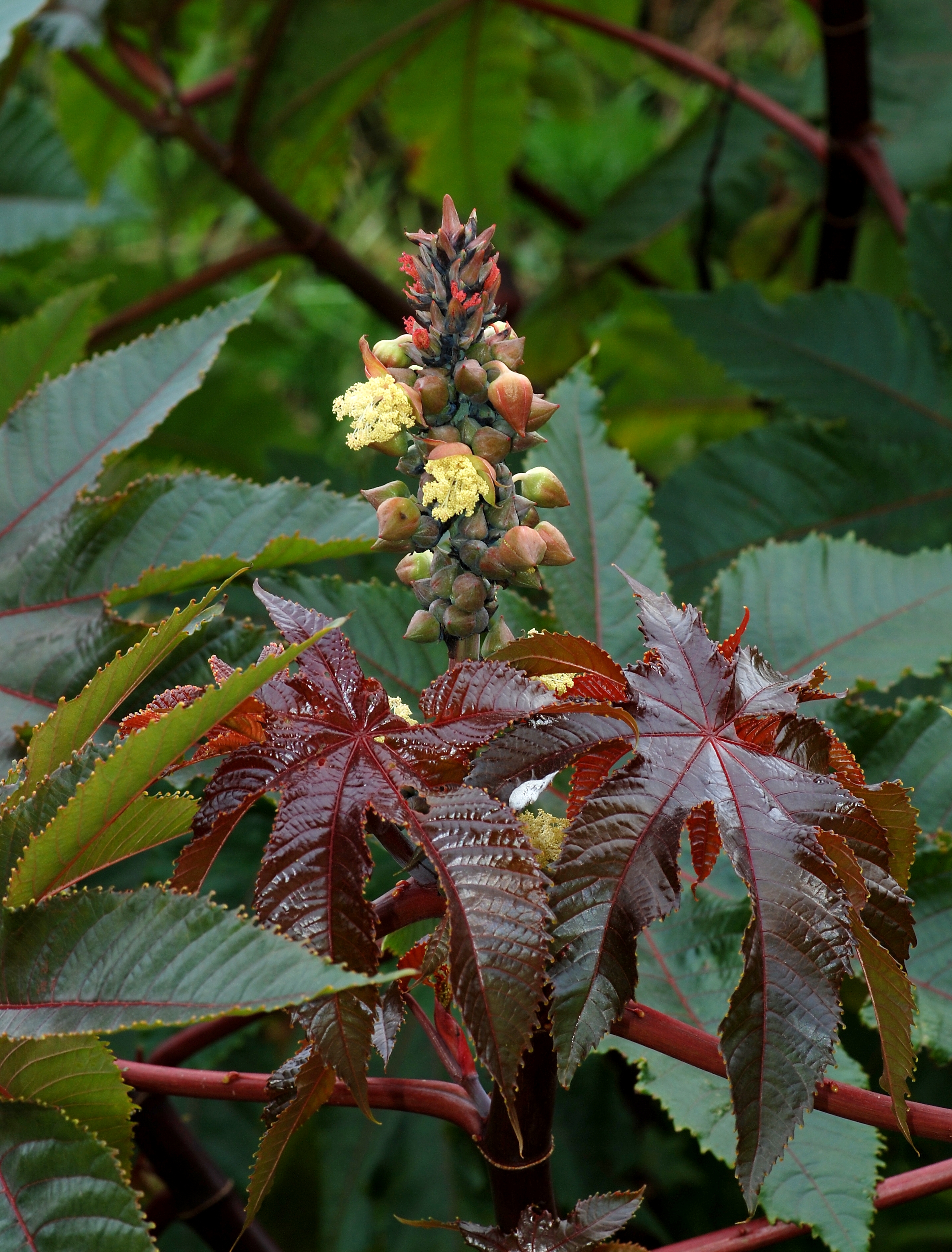 Ricinus March 2010-1