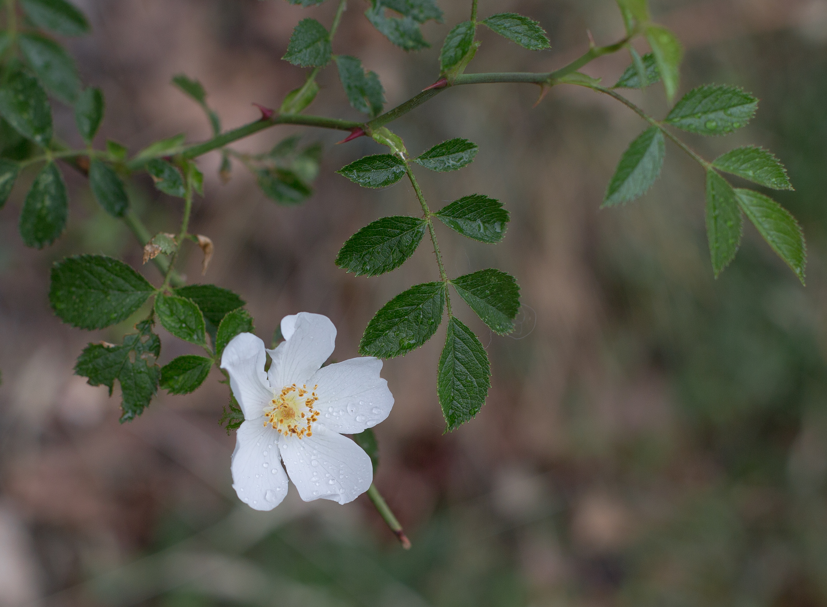 RNR Gorges de la Loire, Églantine
