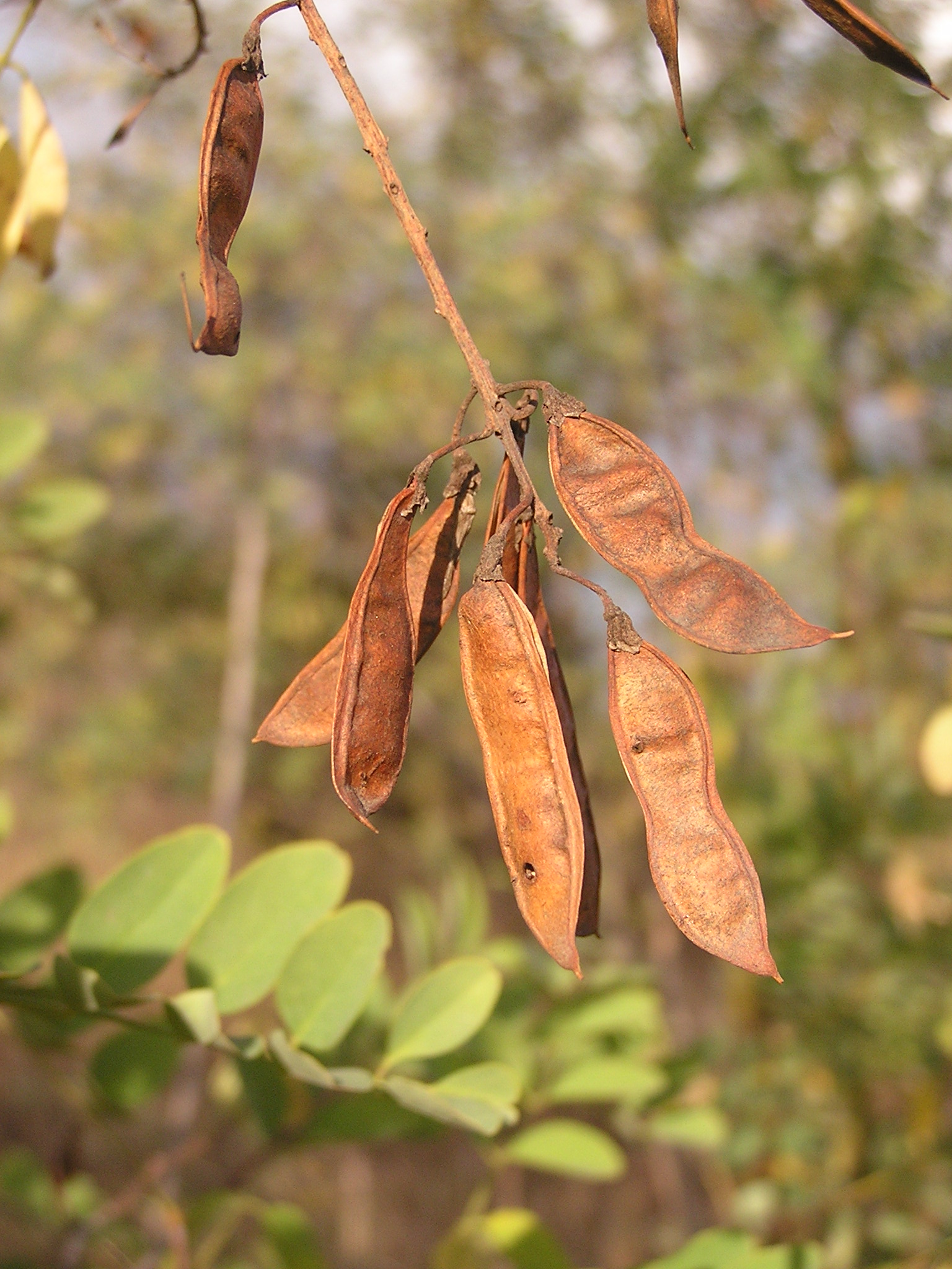 Robinia pseudoacacia fruit (Ab plant 87)