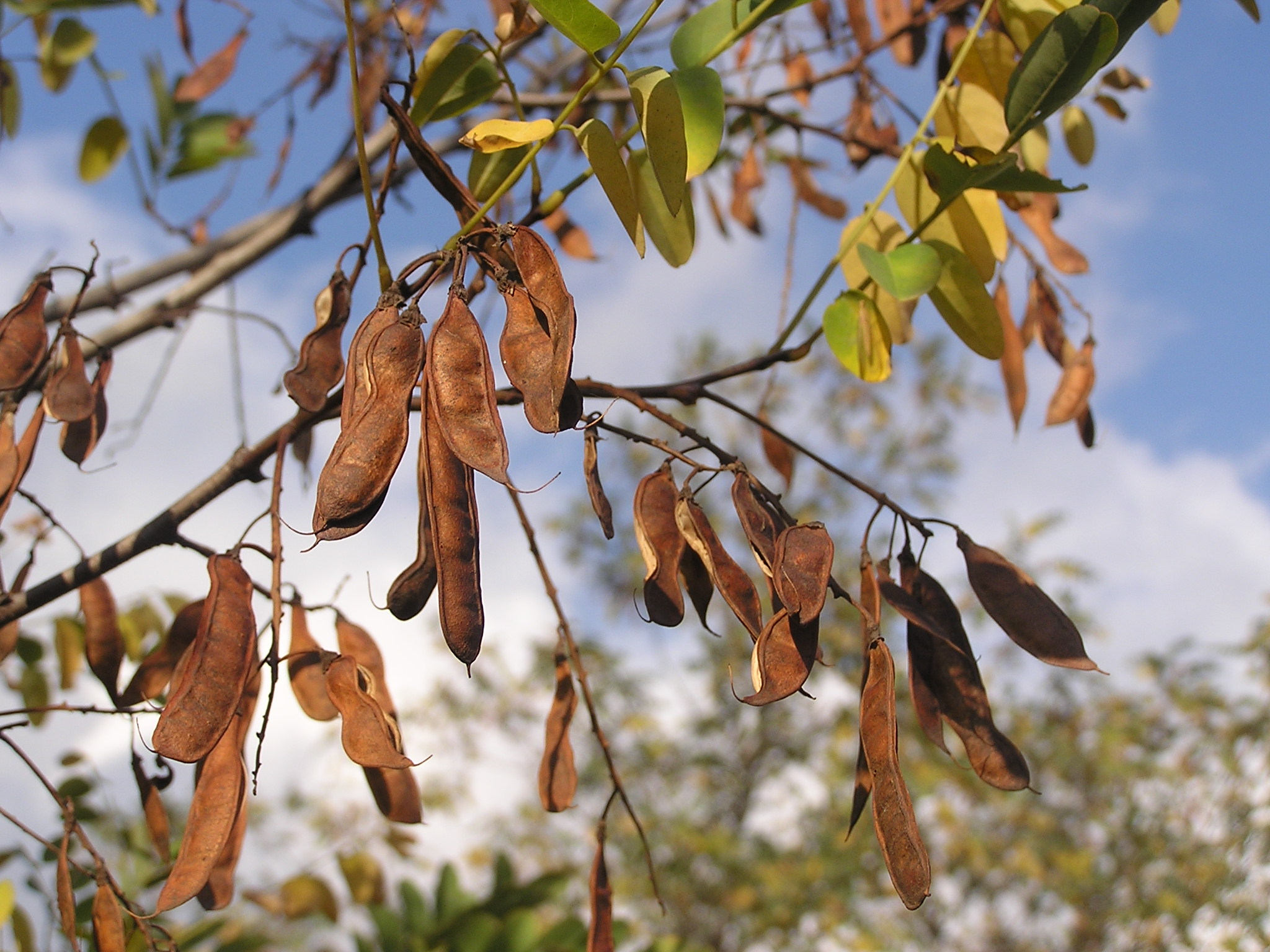 Robinia pseudoacacia fruits