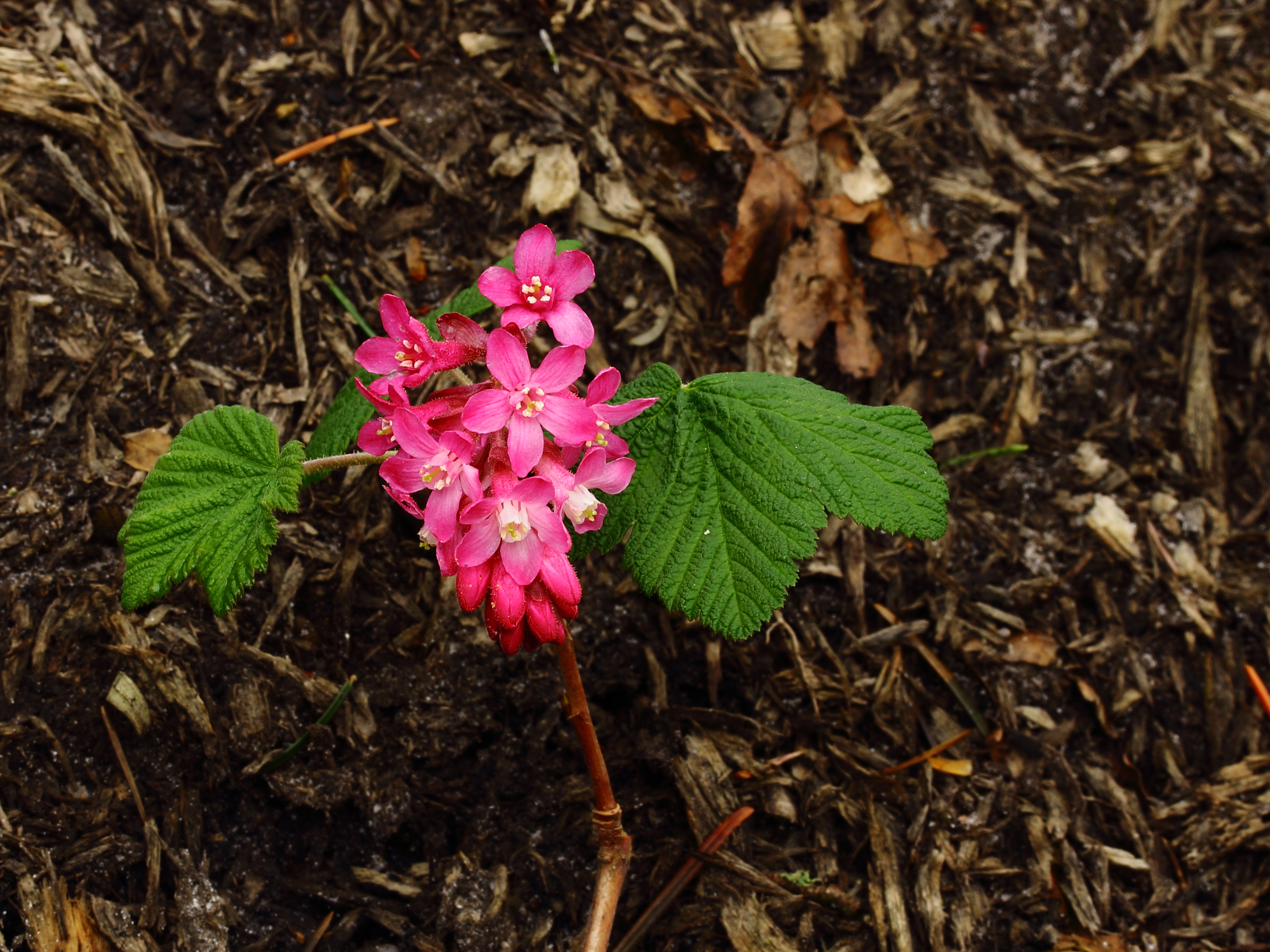 Rode ribes (Ribes sanguineum) 02