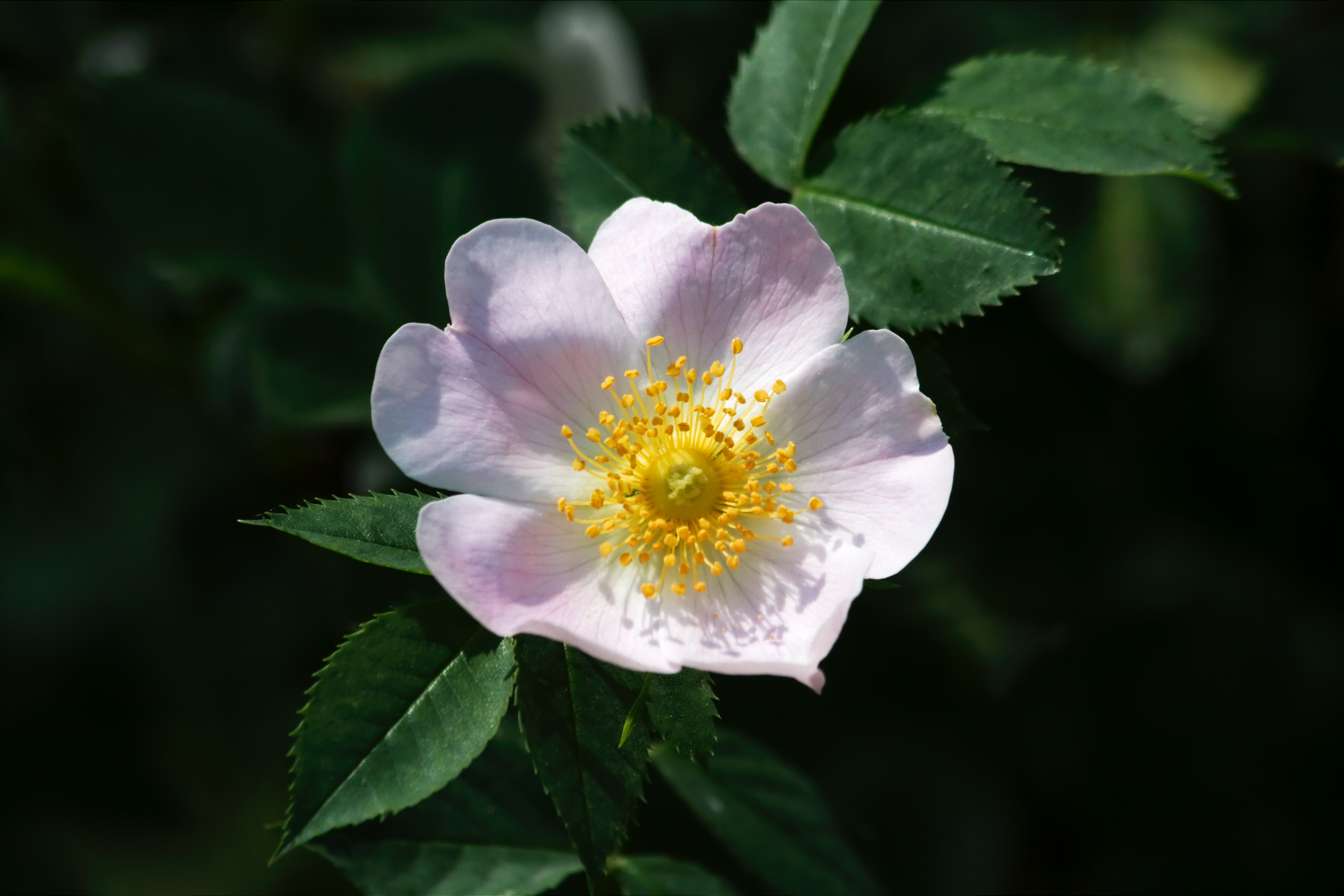 Romania flower 3669 (5895235881)