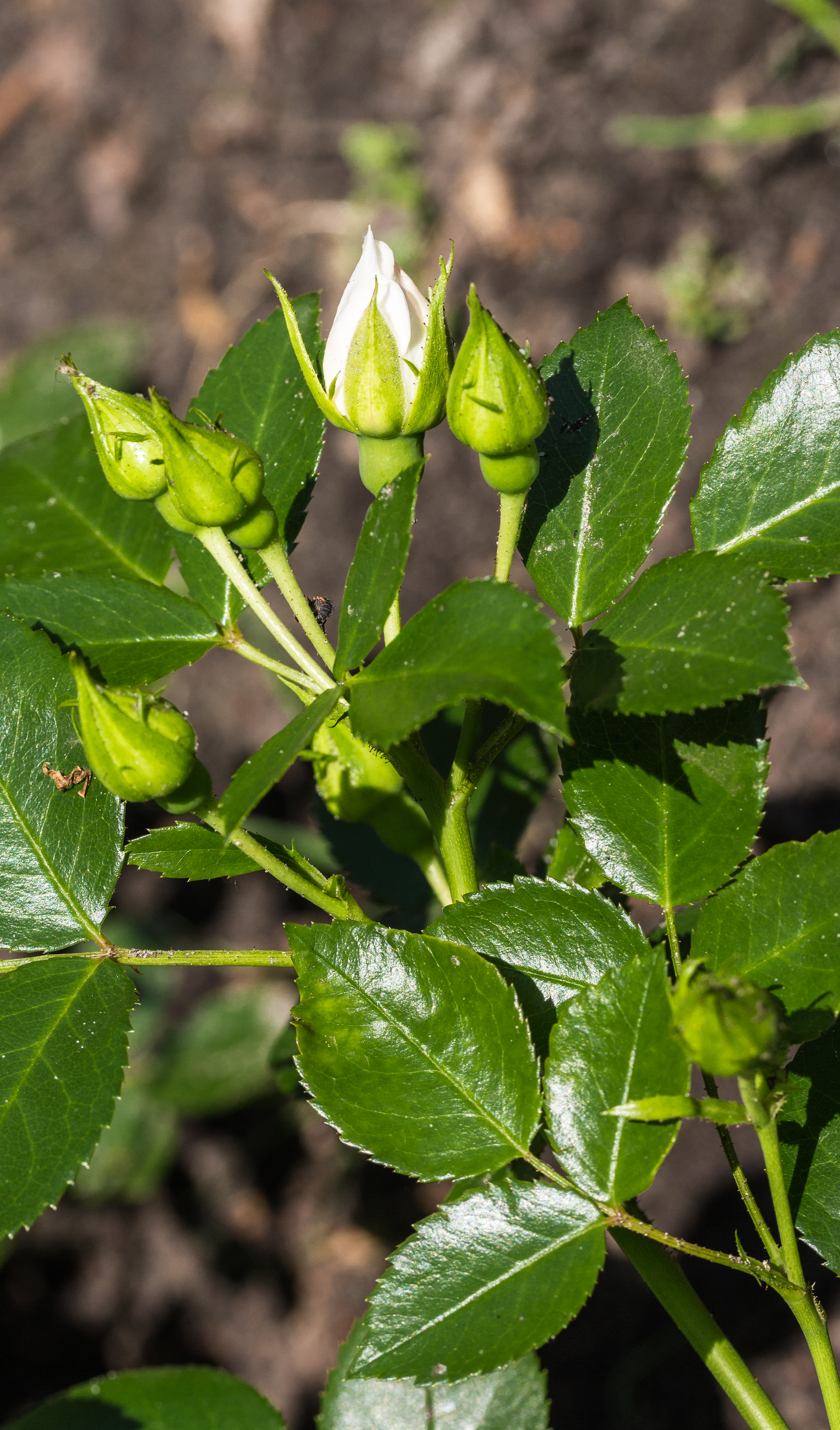 Rosa 'Aspirin Rose' (actm) 02