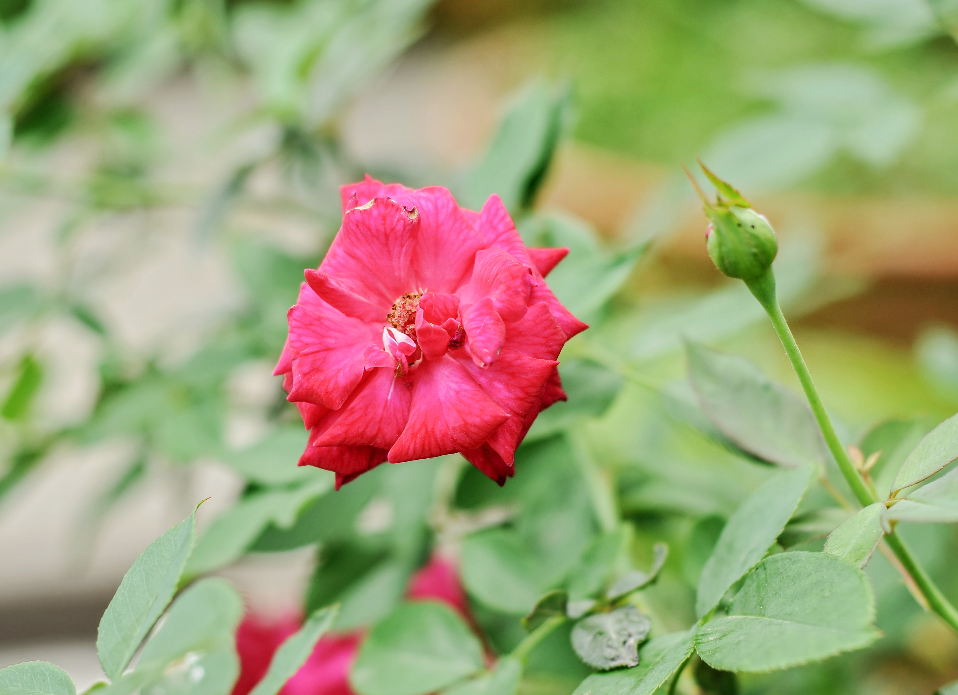 Rosa 'Dame de Coeur' 14072012