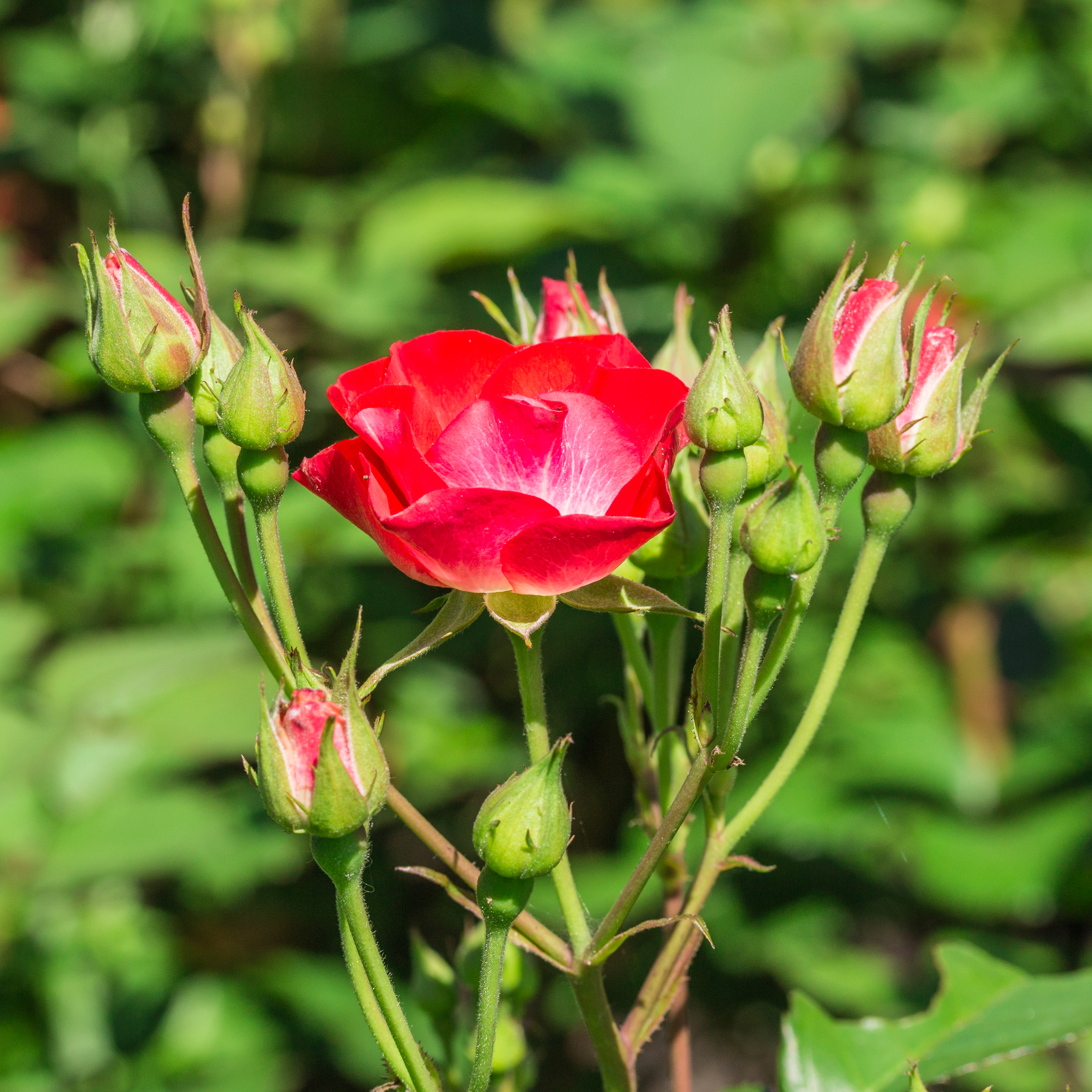 Rosa 'La Grande Parade' (d.j.b) 02