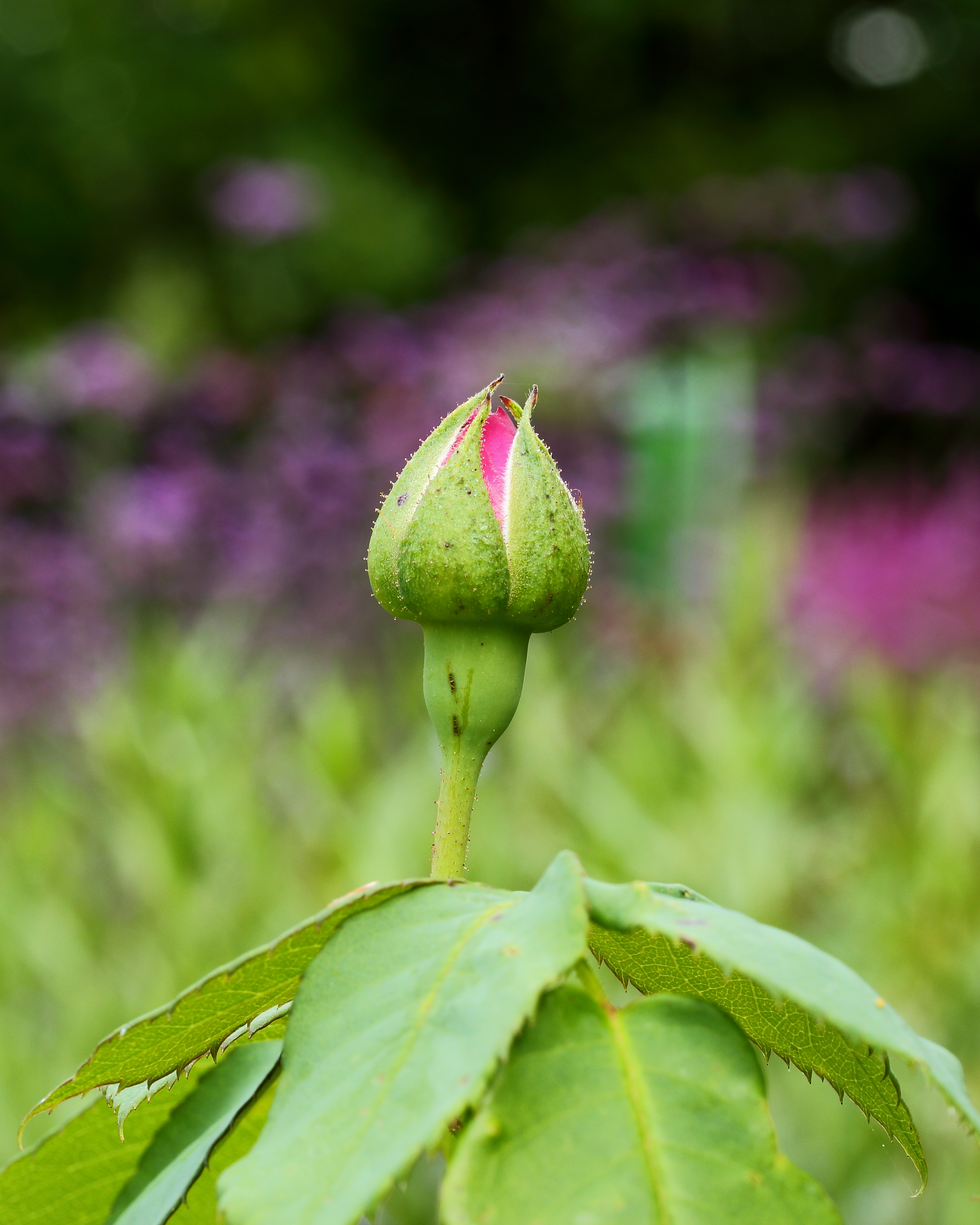 Rosa 'Madame Isaac Pereire'. Locatie De Kruidhof 01