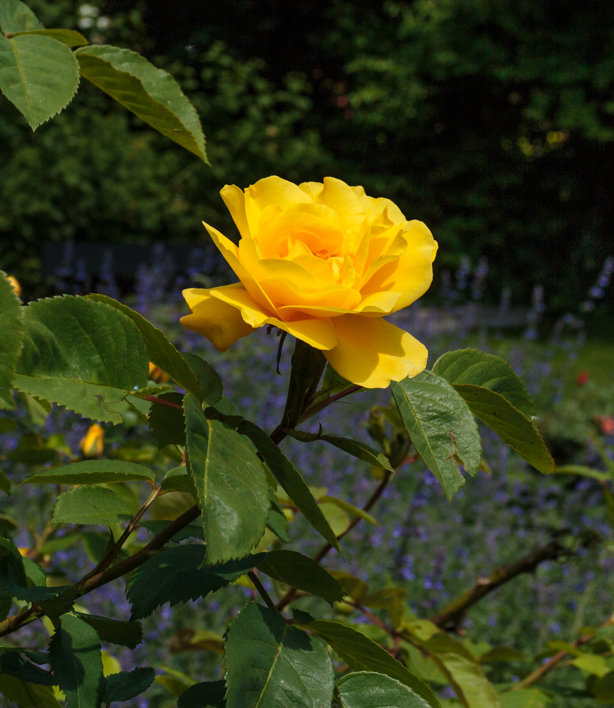 Rosa 'Rugelda'. Locatie, Tuinen Mien Ruys 02