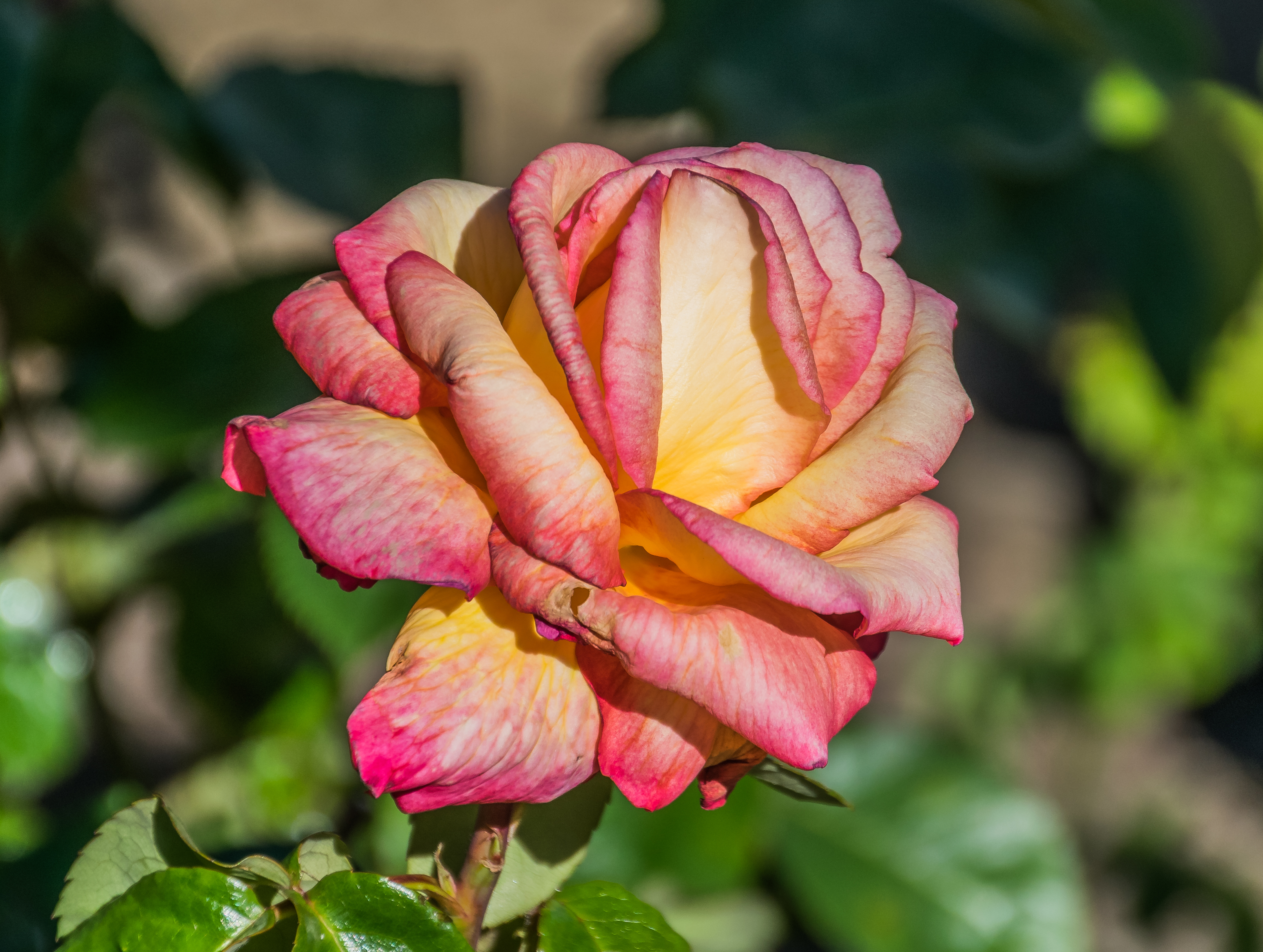 Rosa 'Sheila's Perfume' 02