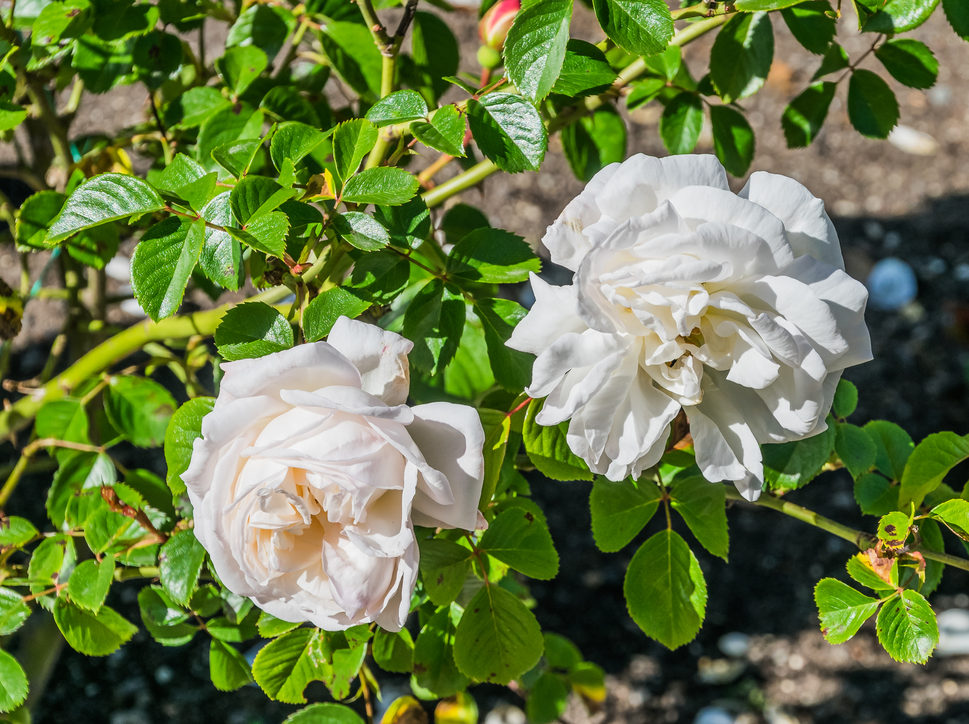 Rosa 'Sir Edmund Hillary' 02