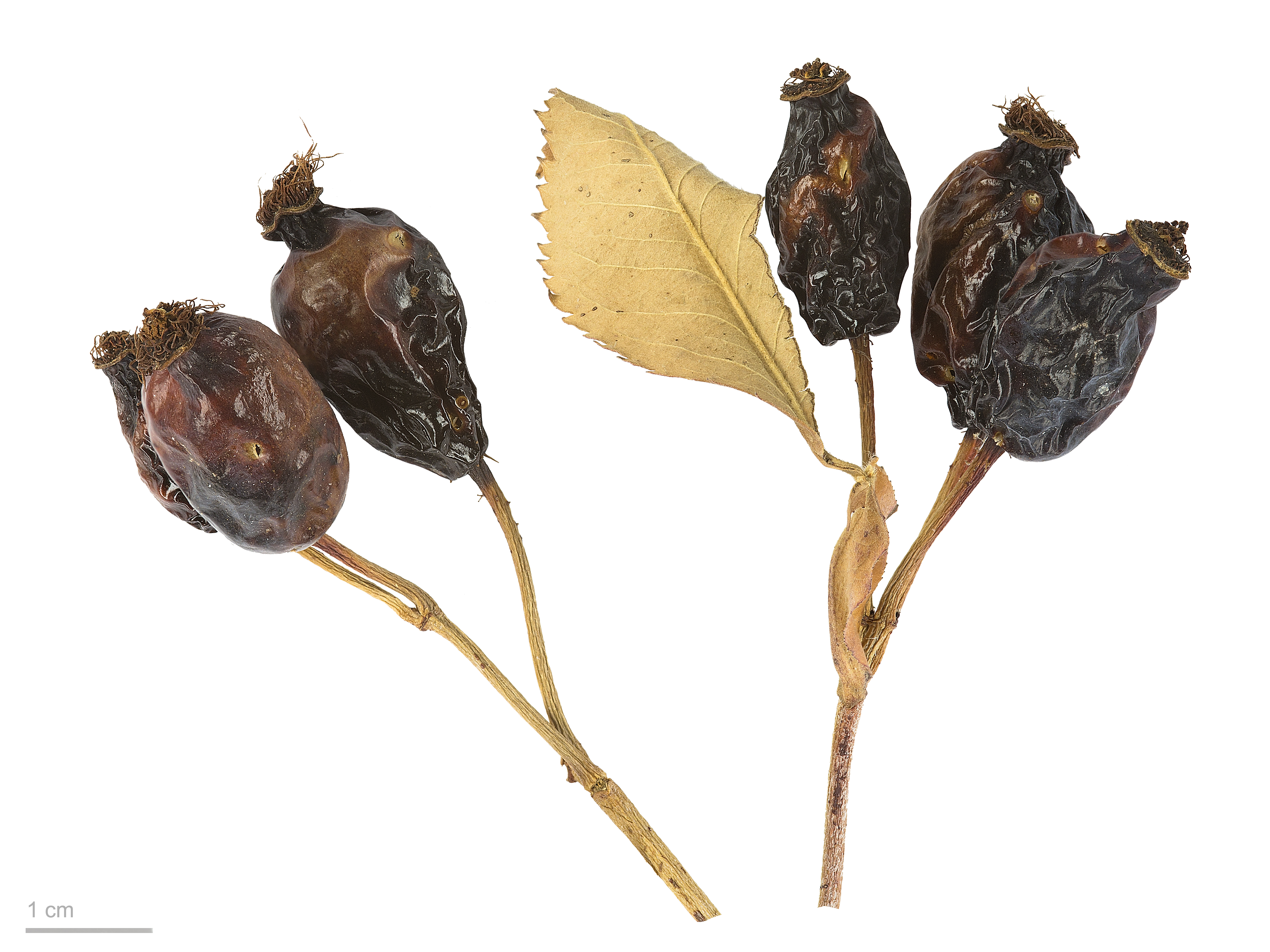 Rosa canina MHNT.BOT.2007.40.1