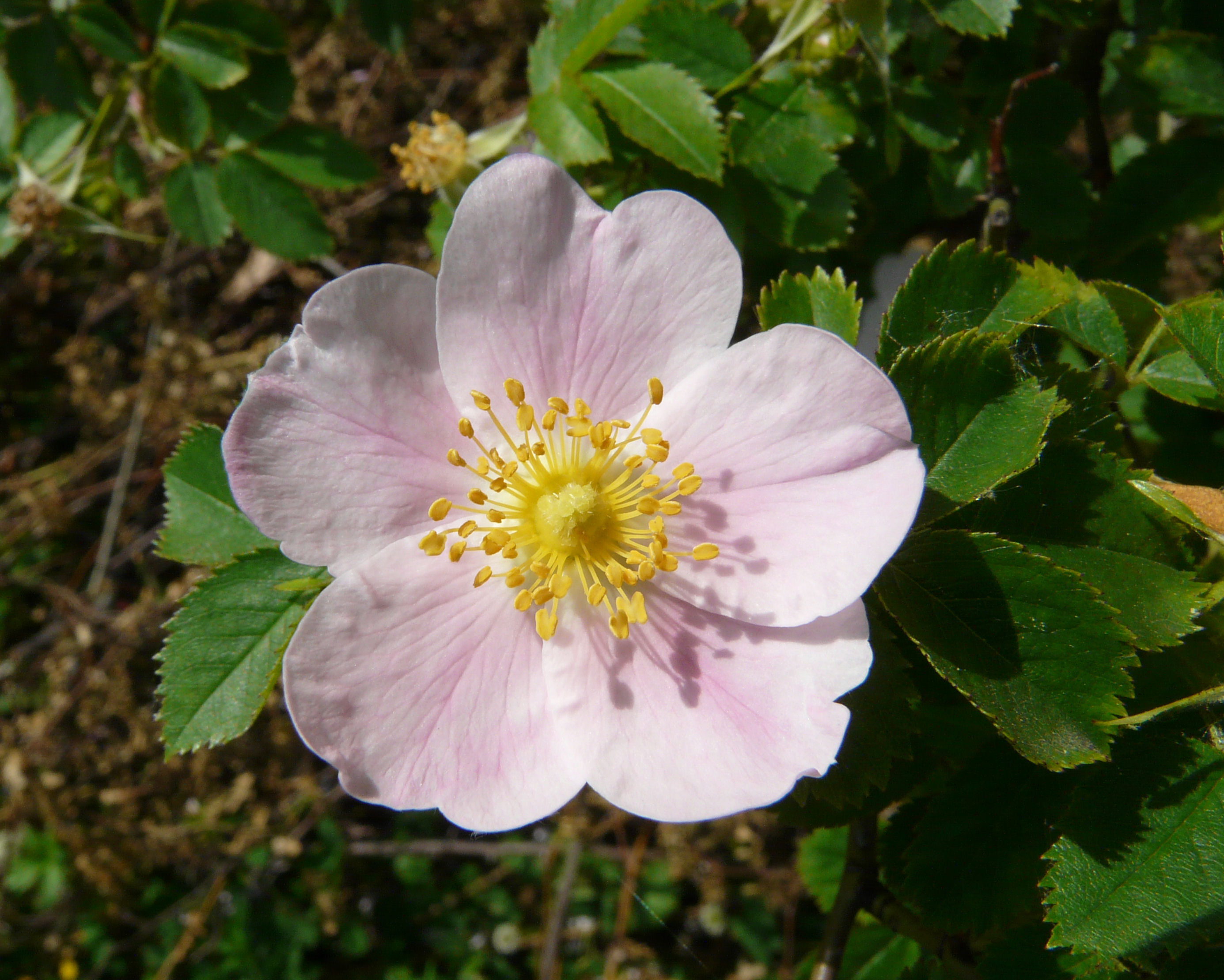 Rosa dumalis inflorescence (07)
