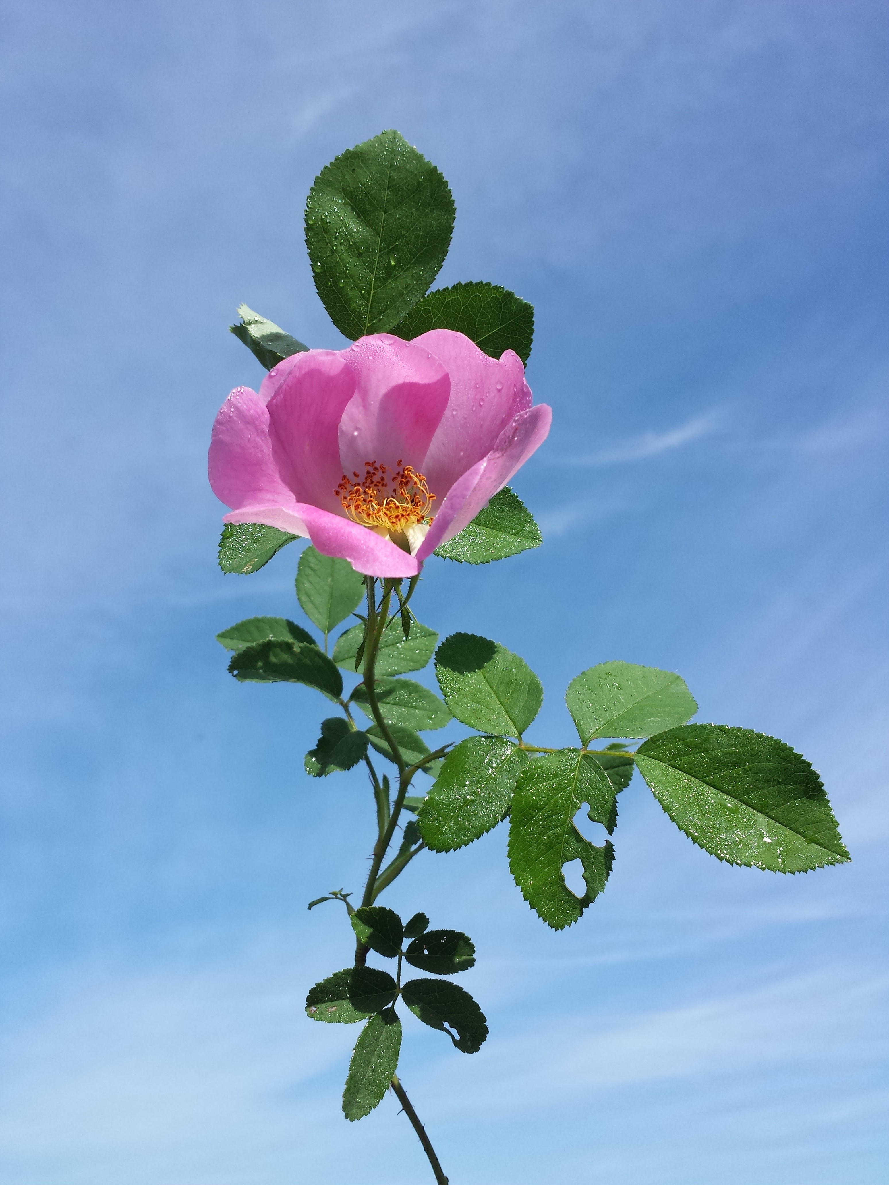 Rosa gallica sl3