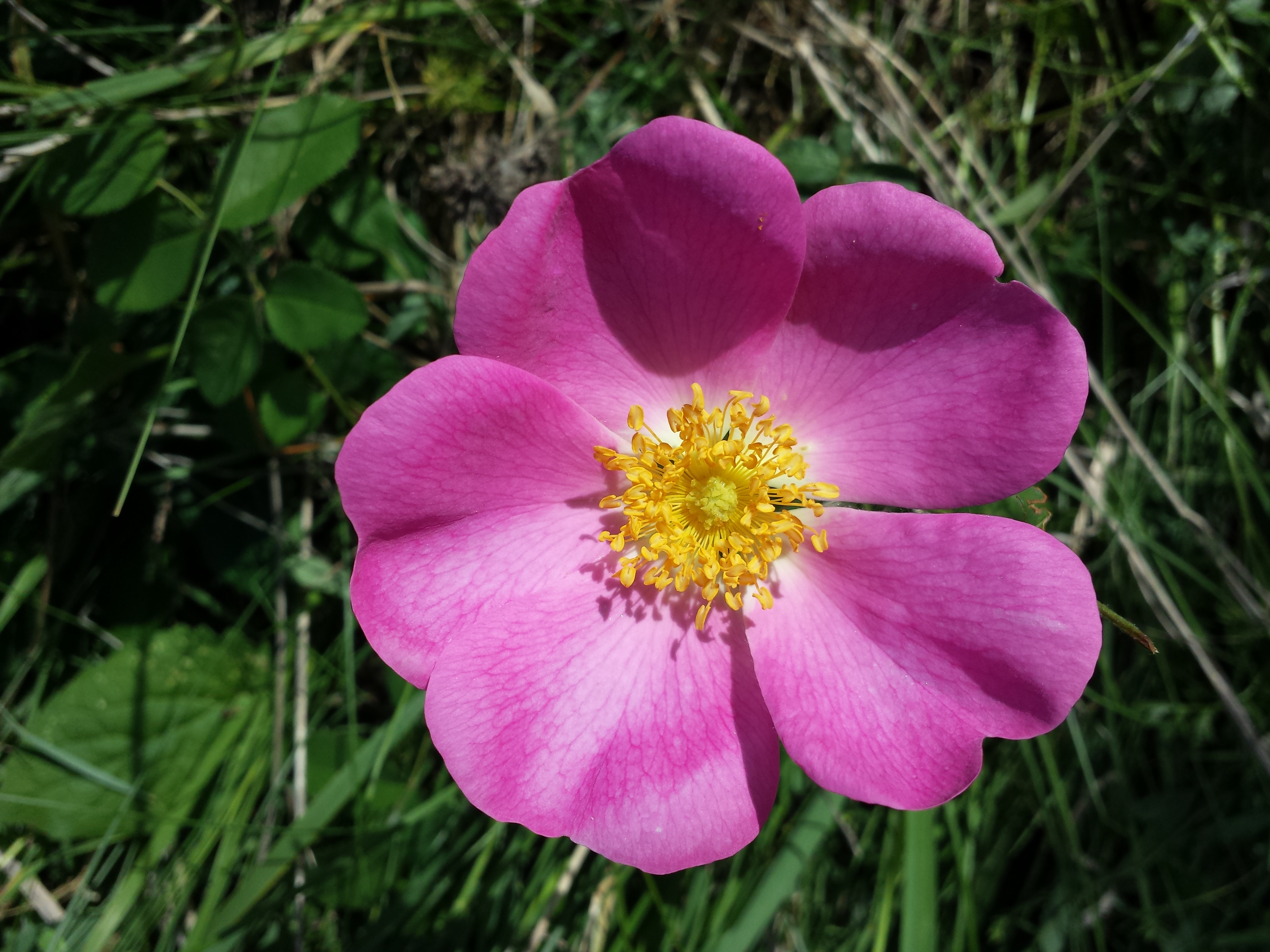 Rosa gallica sl32