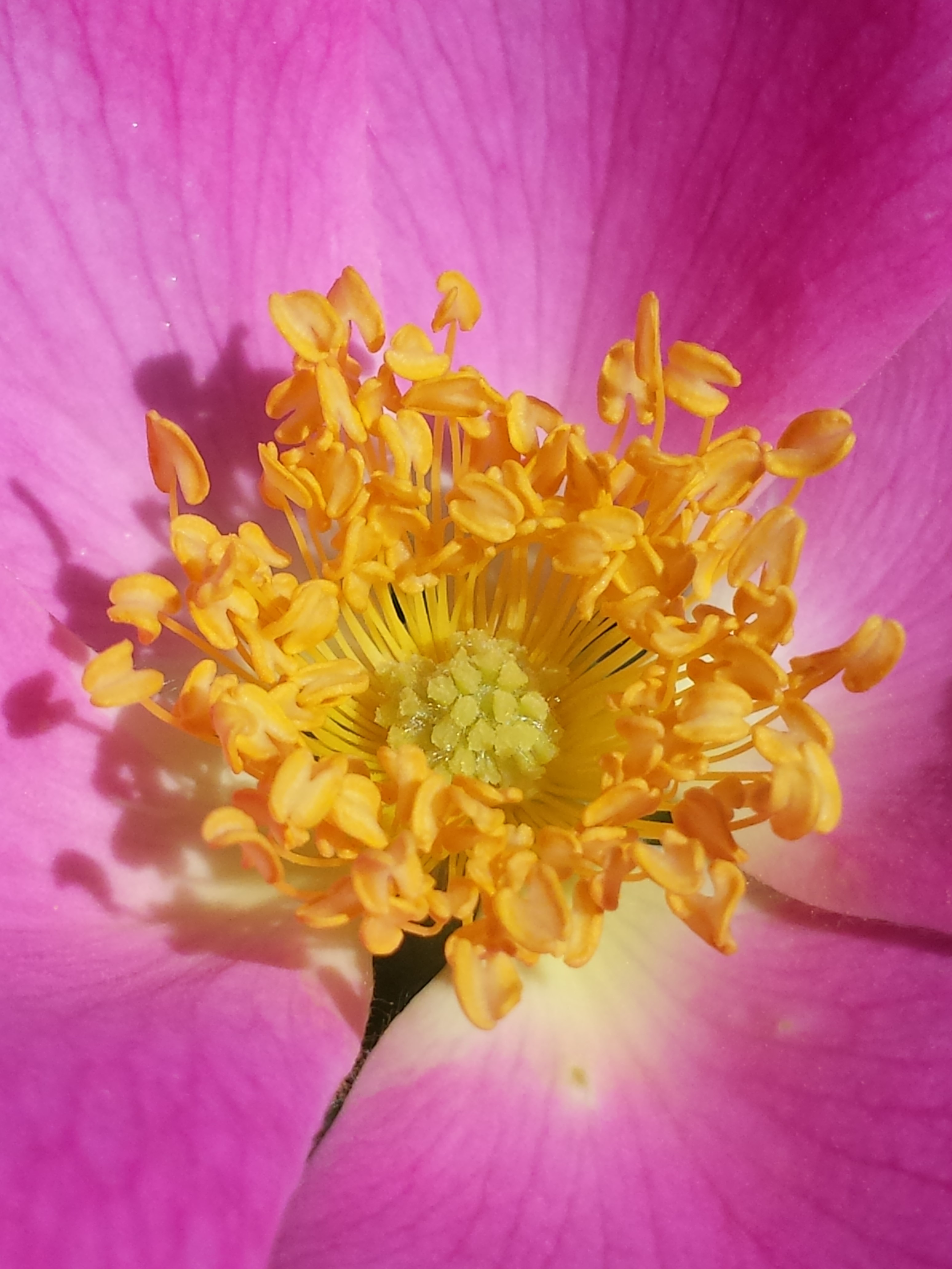 Rosa gallica sl34