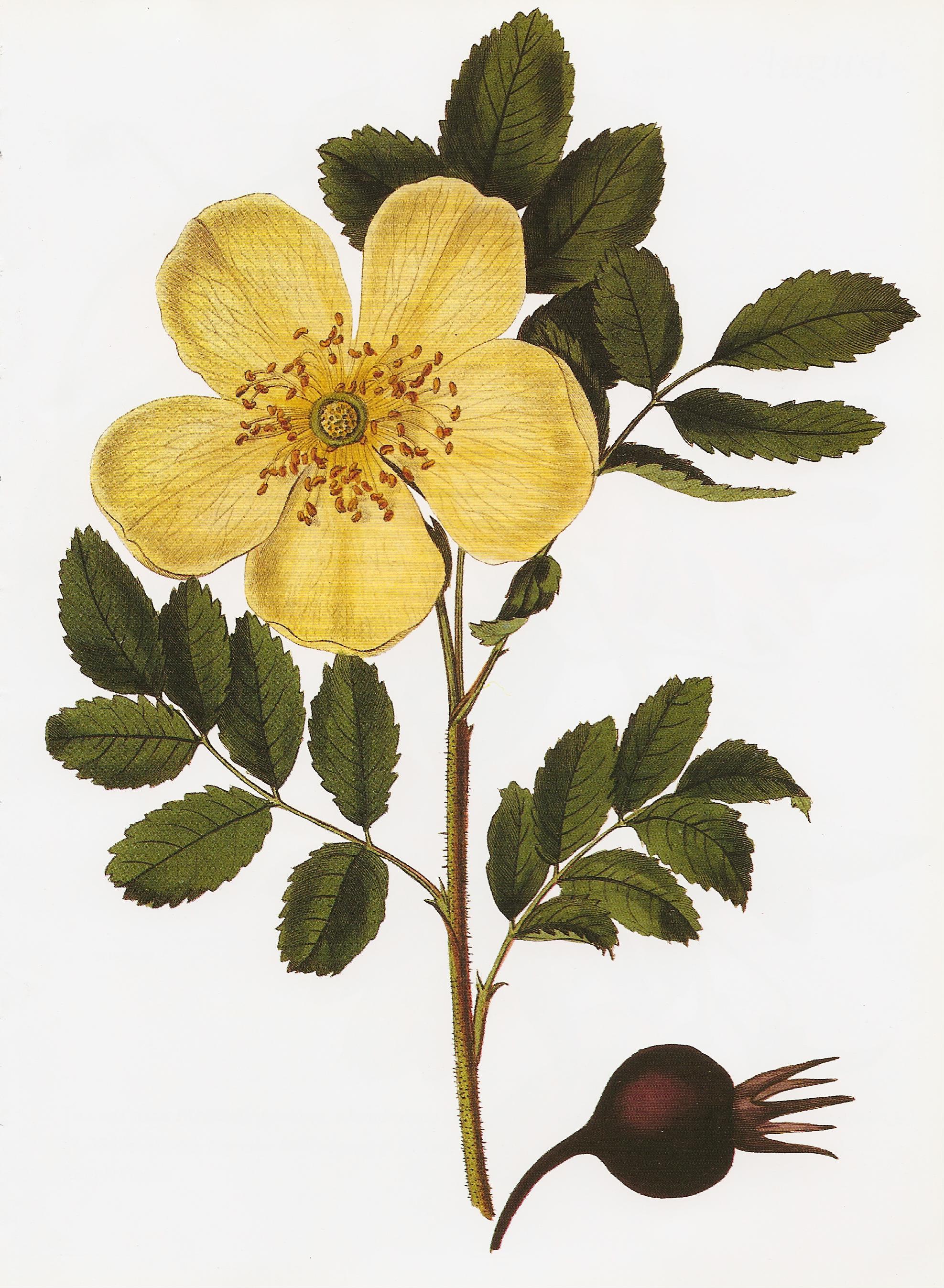 Rosa hemisphaerica RHS