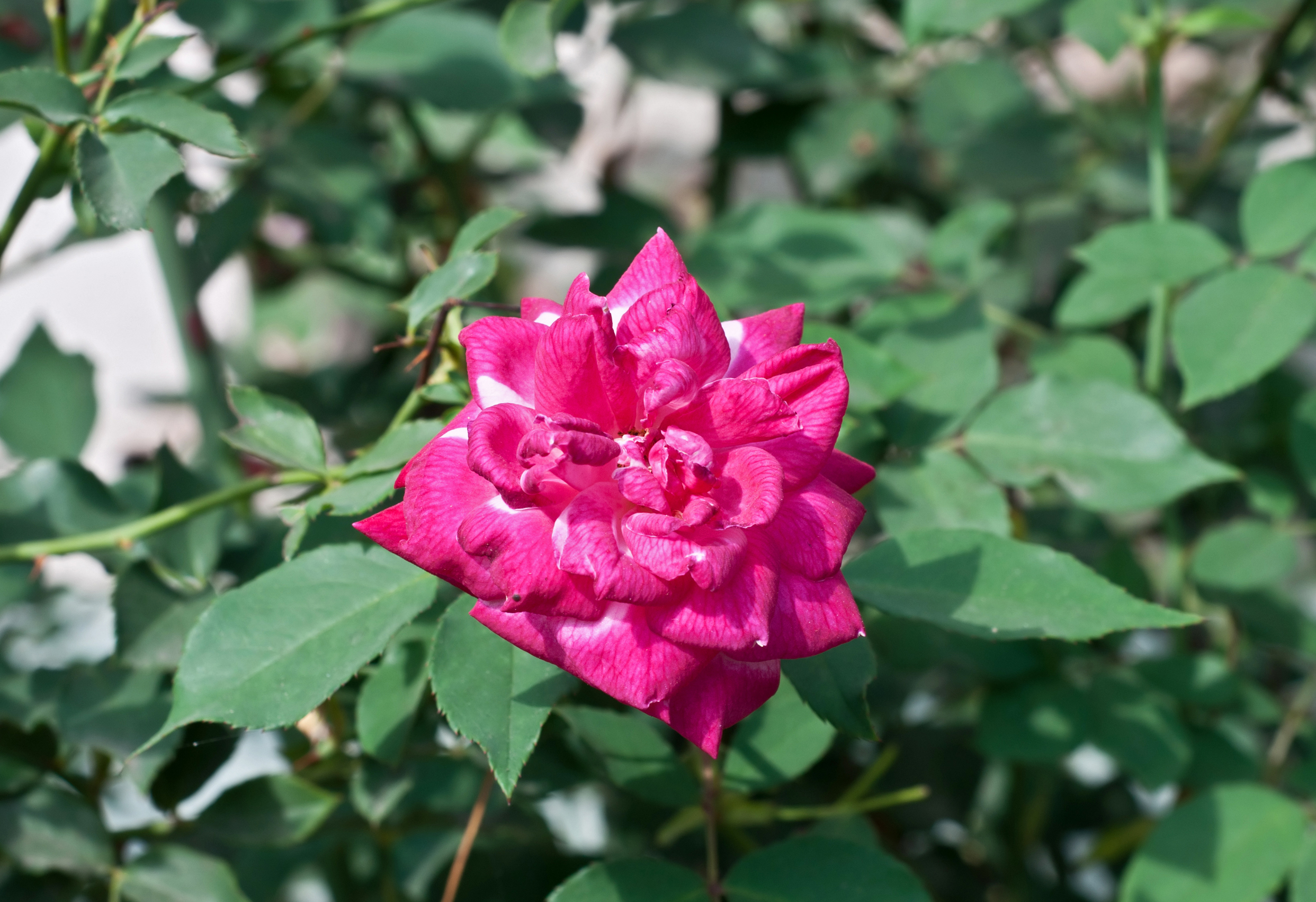 Rosa indica 09032014
