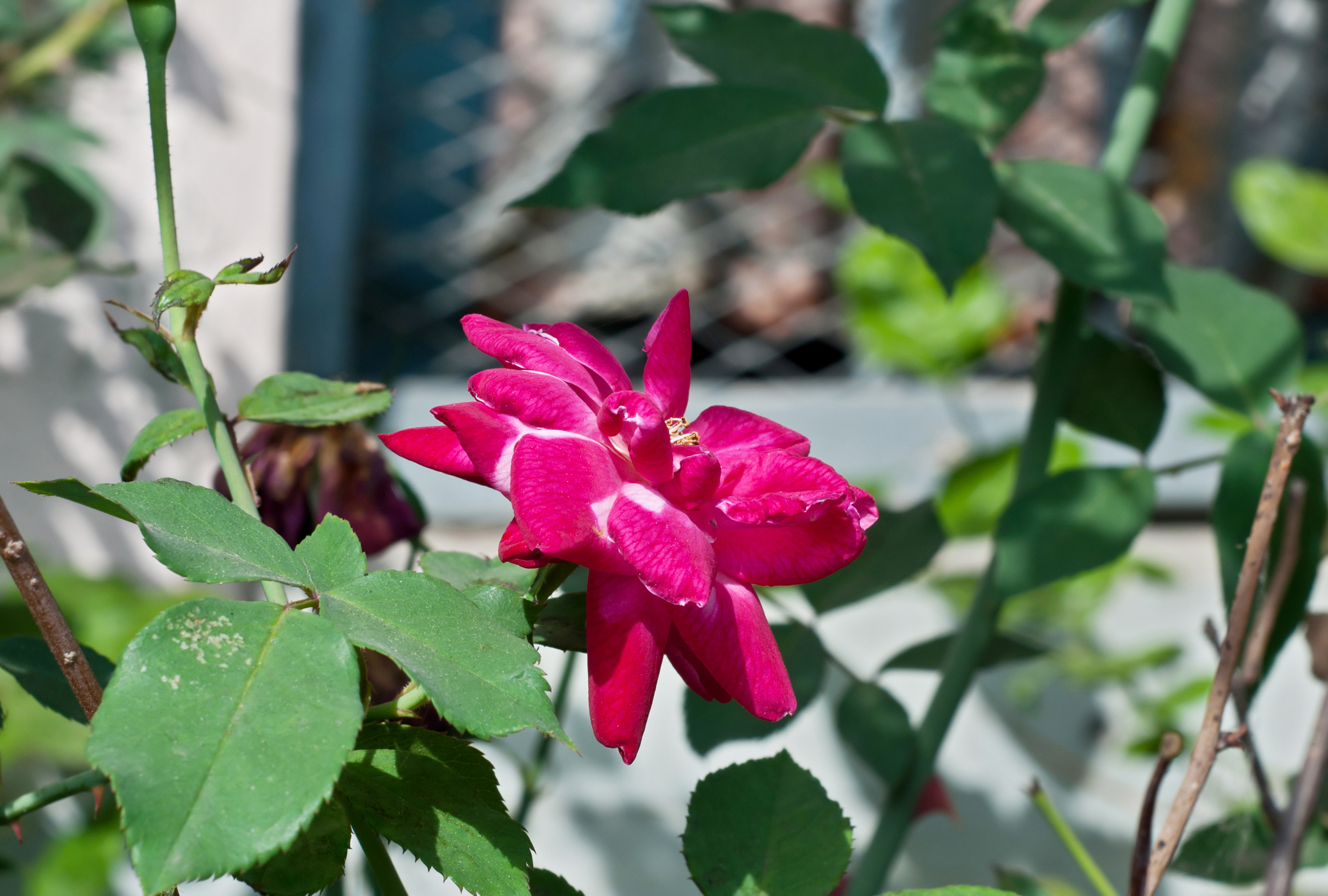 Rosa indica 09032014 02