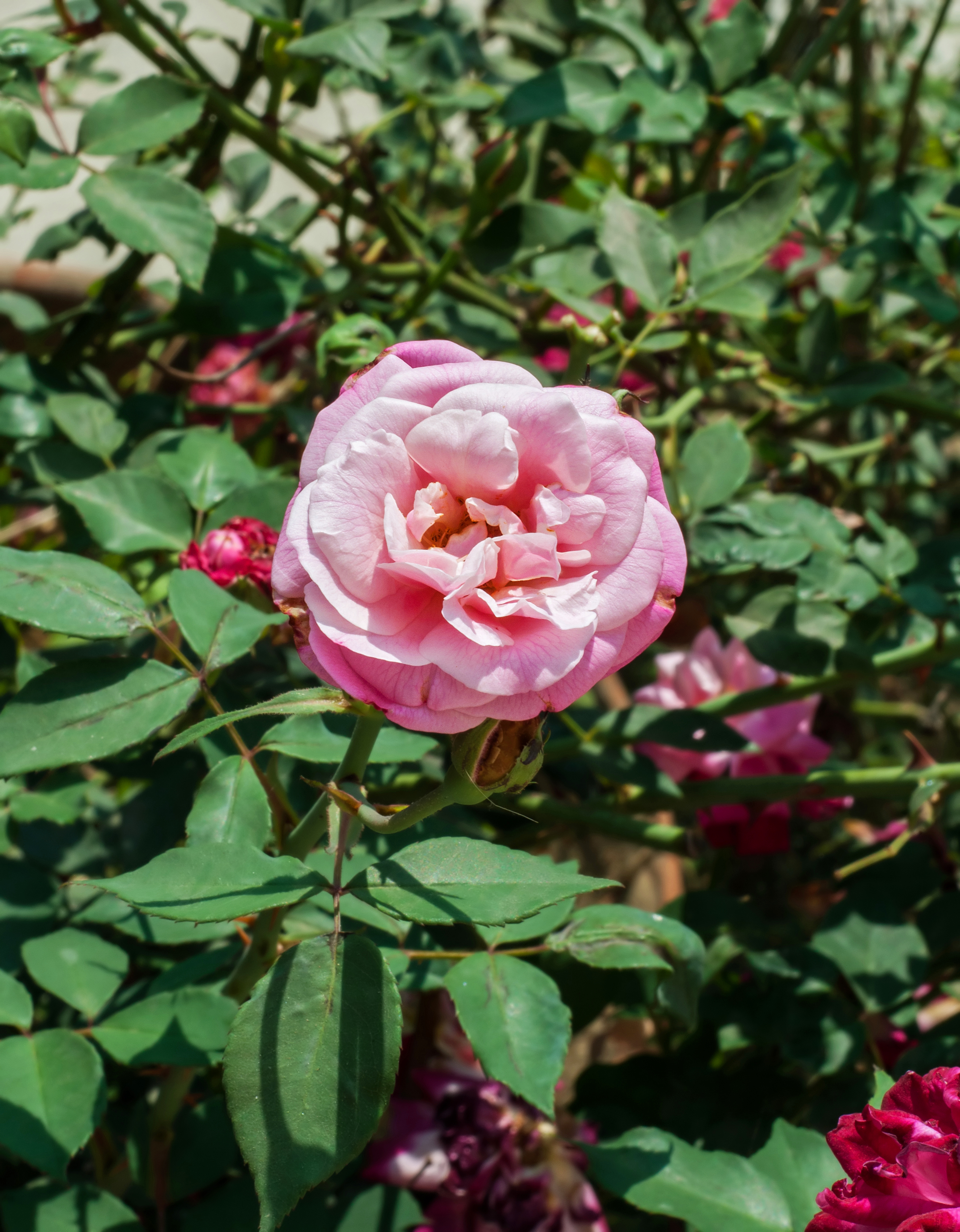 Rosa indica 14022013
