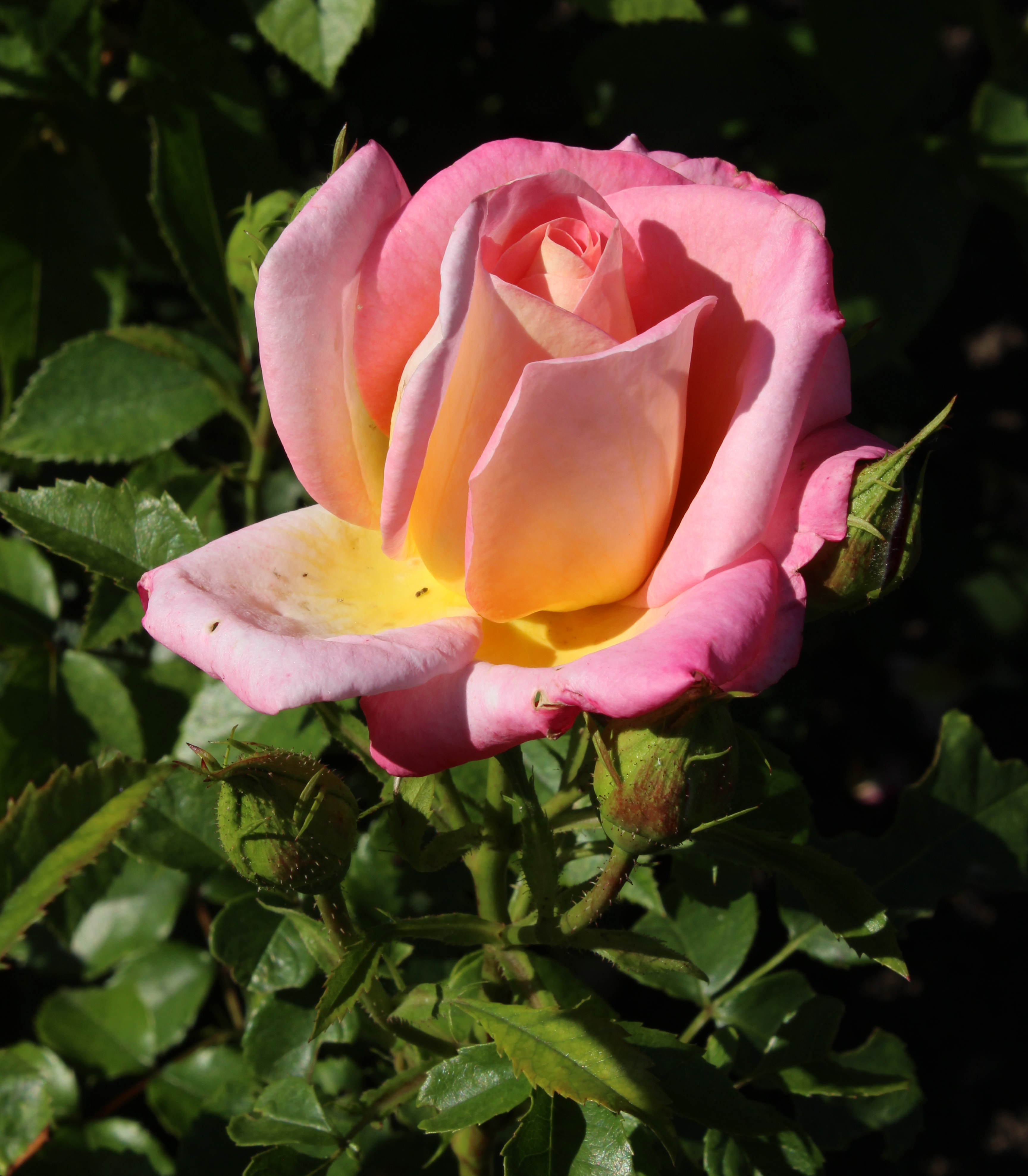Rosa Inspiration