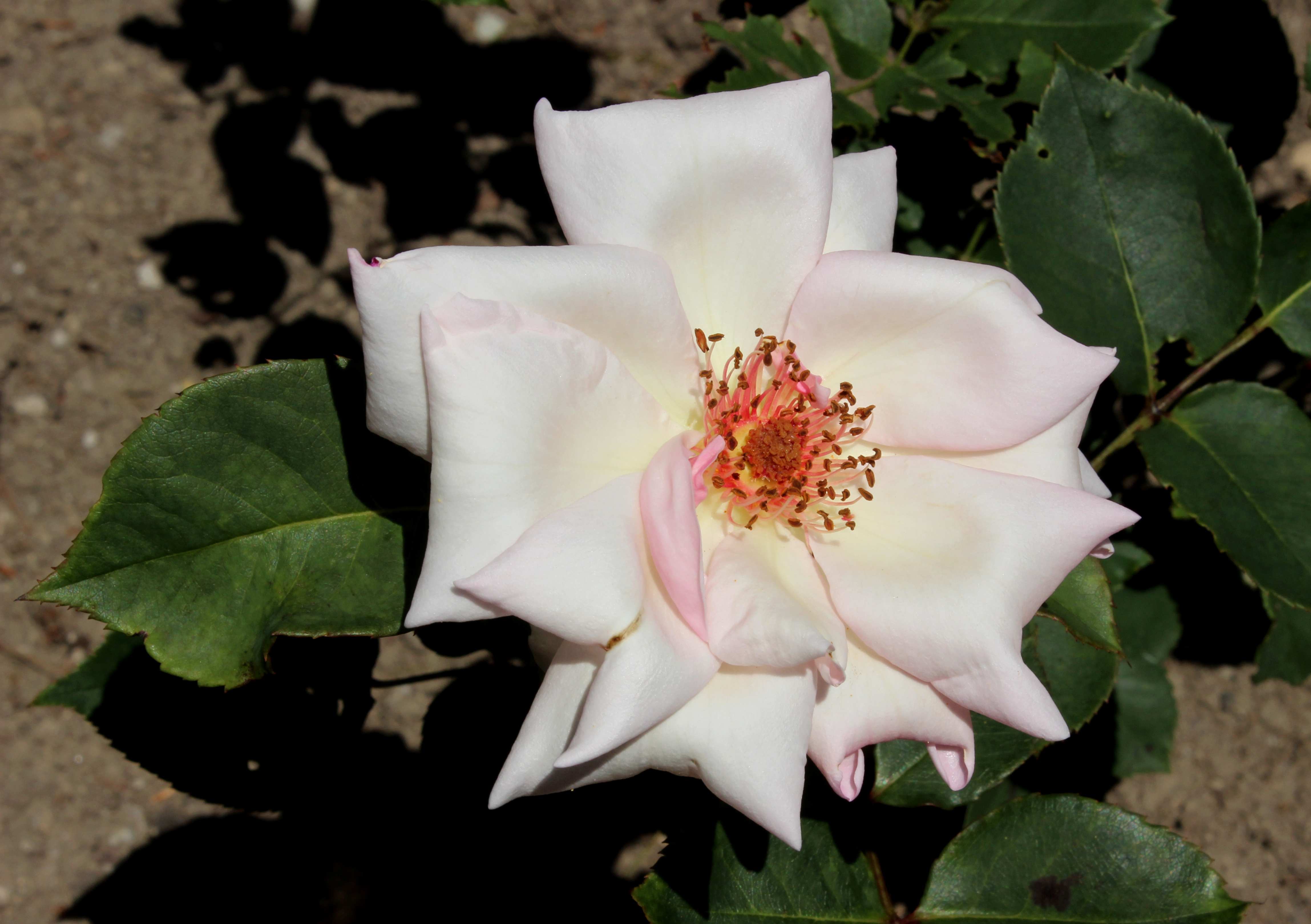 Rosa Mme Butterfly