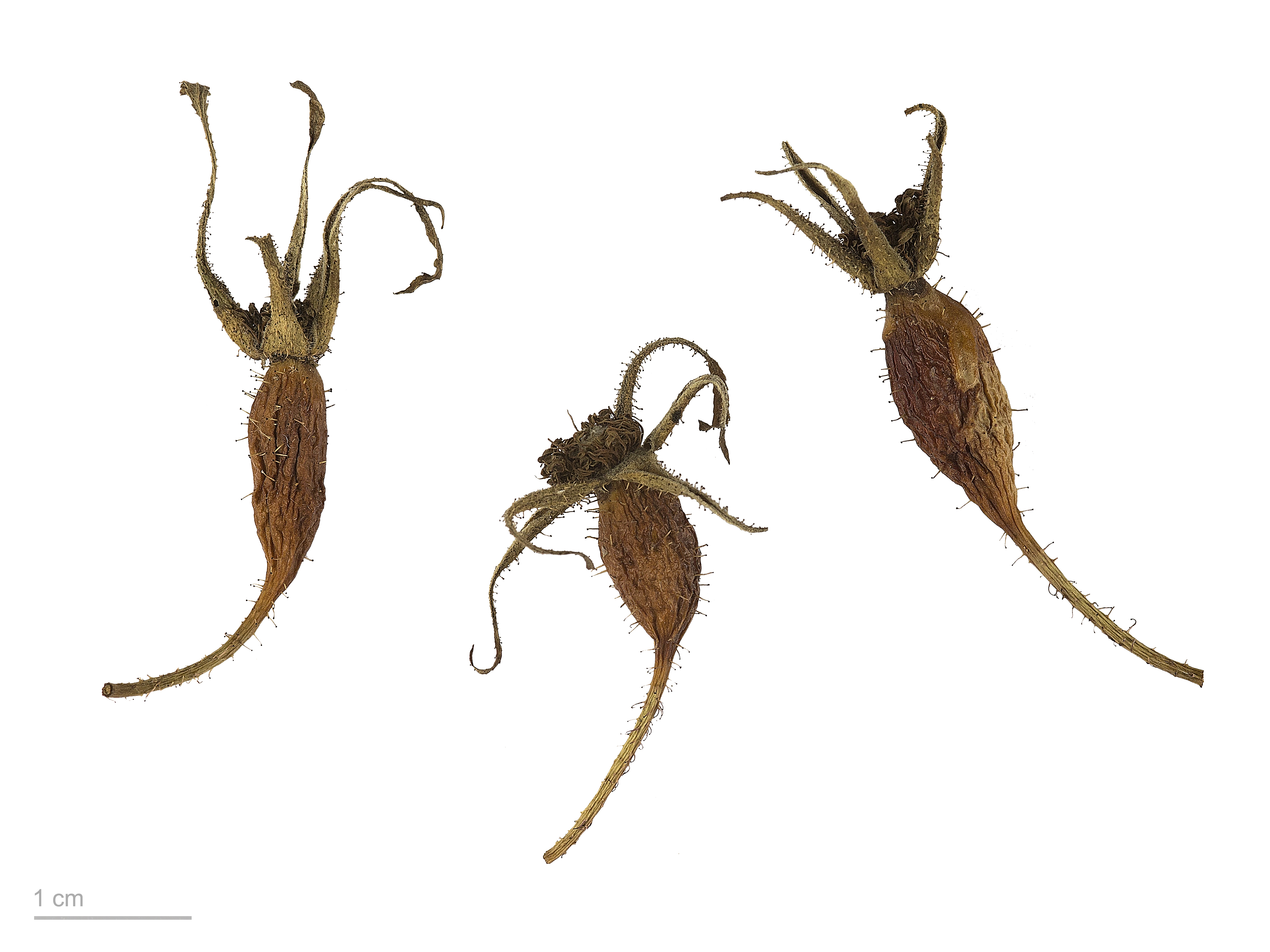 Rosa pendulina MHNT.BOT.2007.40.73