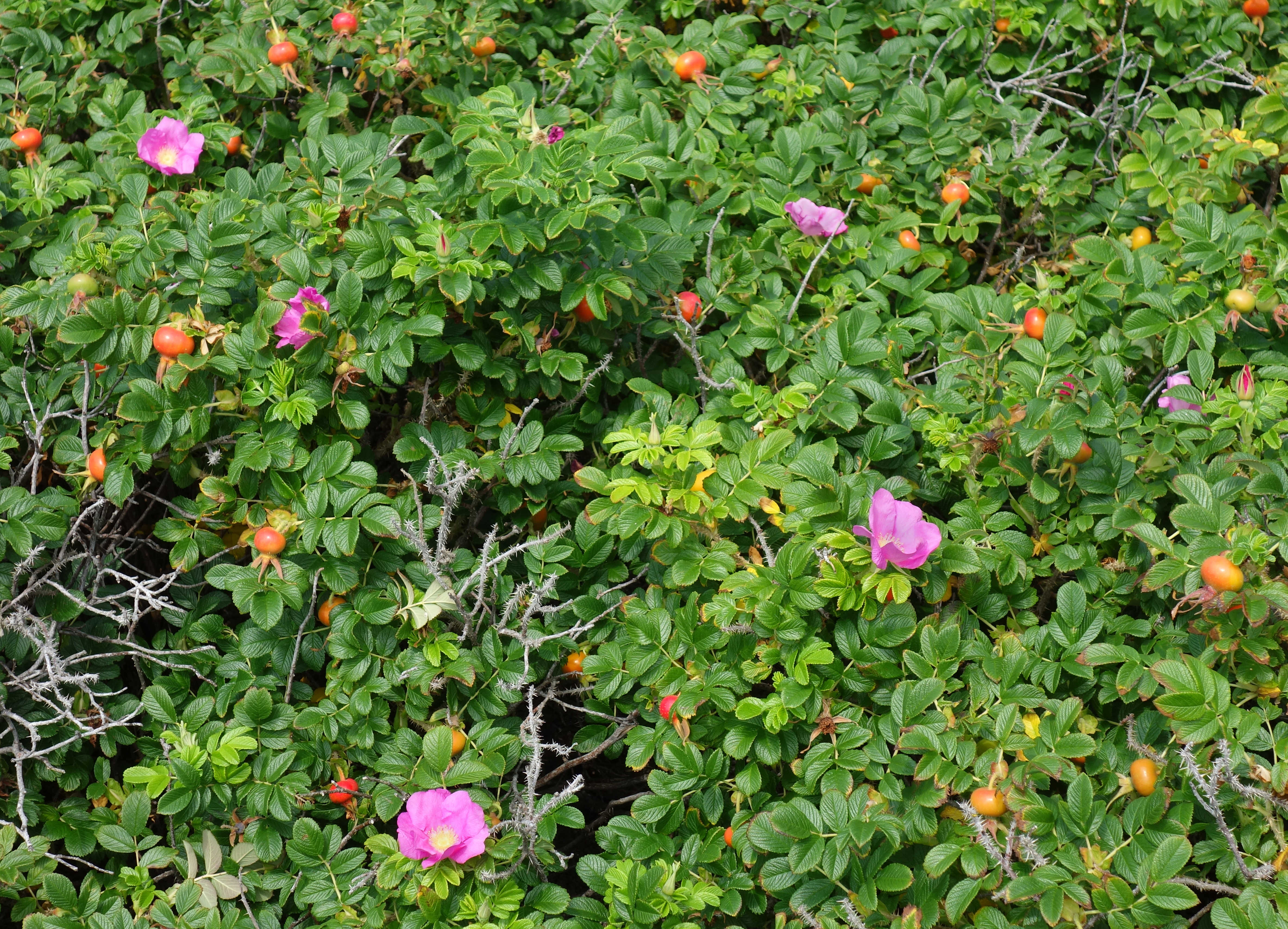 Rosa rugosa at Stångehuvud