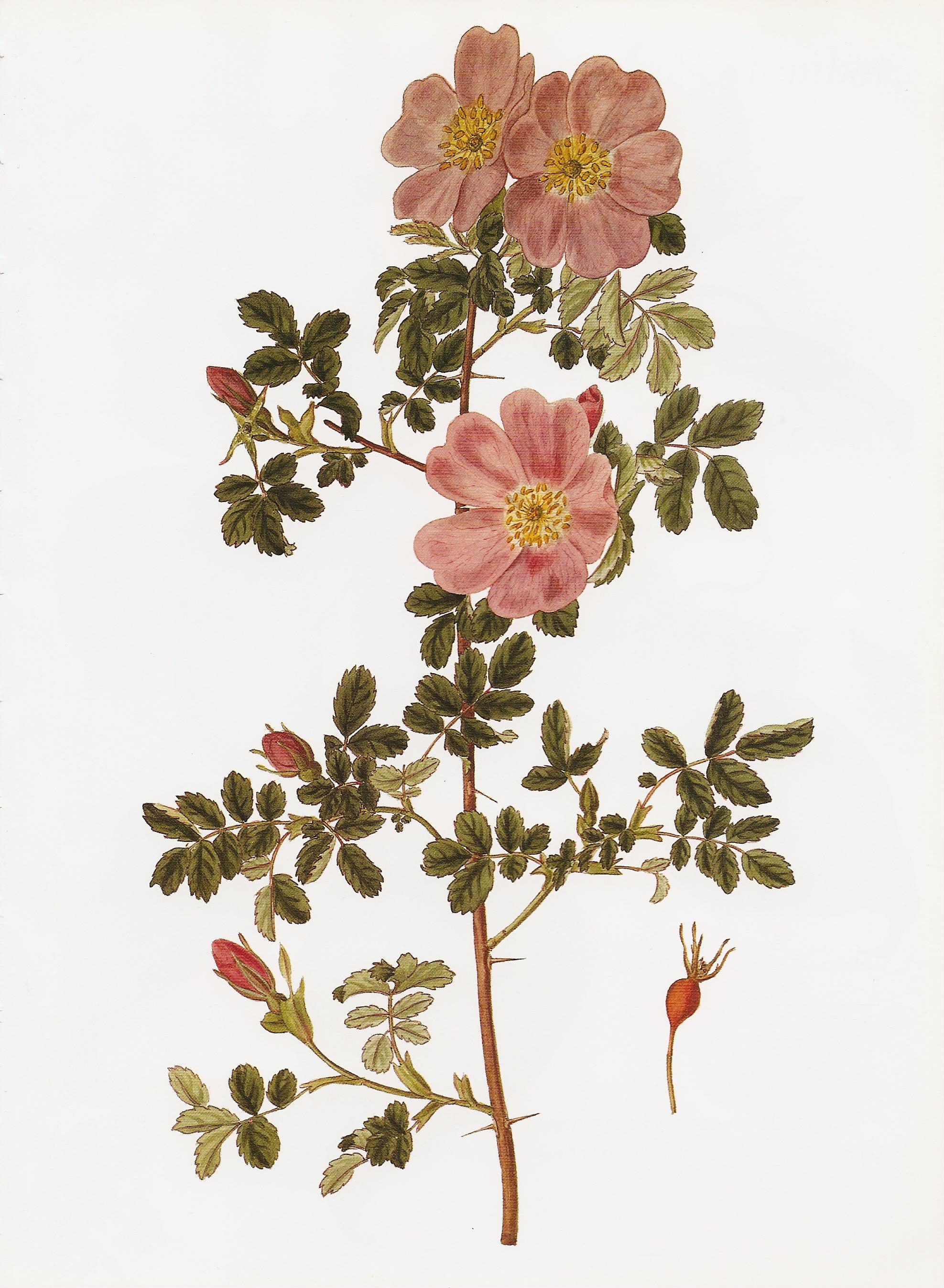 Rosa woodsii RHS