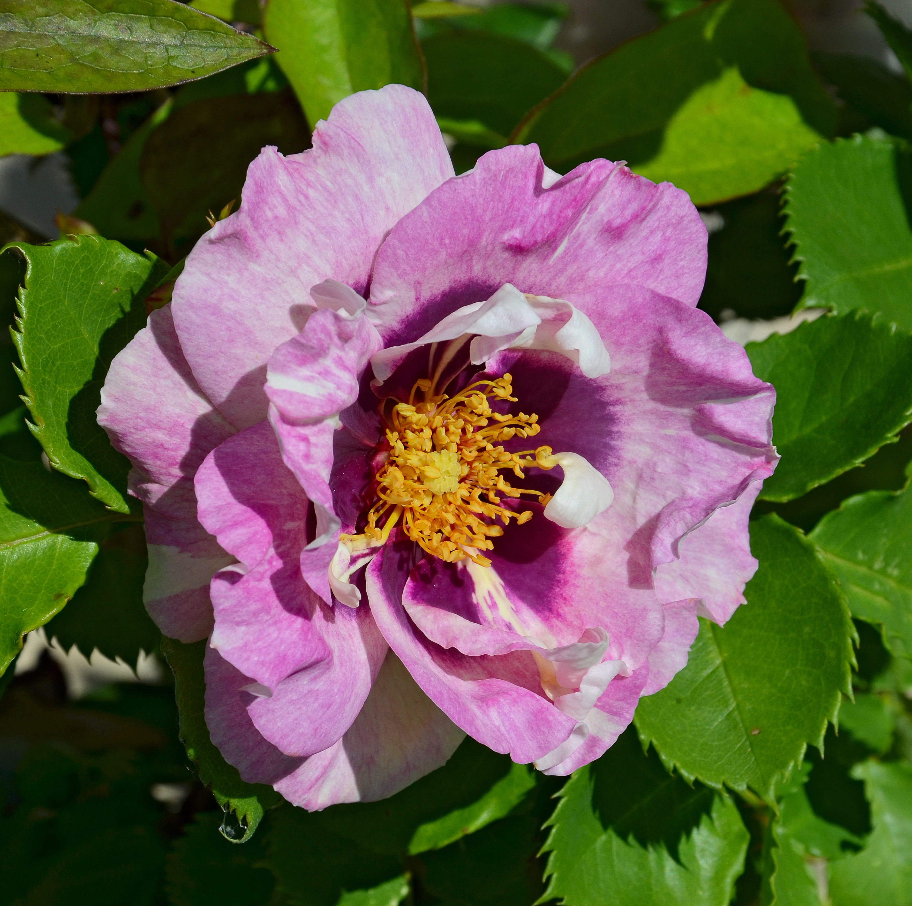 Rose 