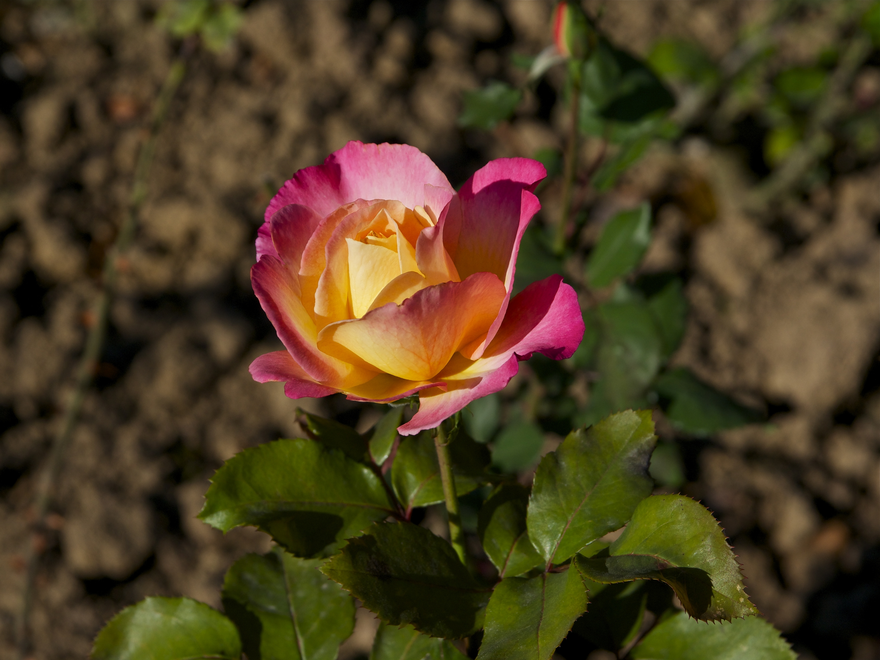 Rose 'Starion' hybride de thé