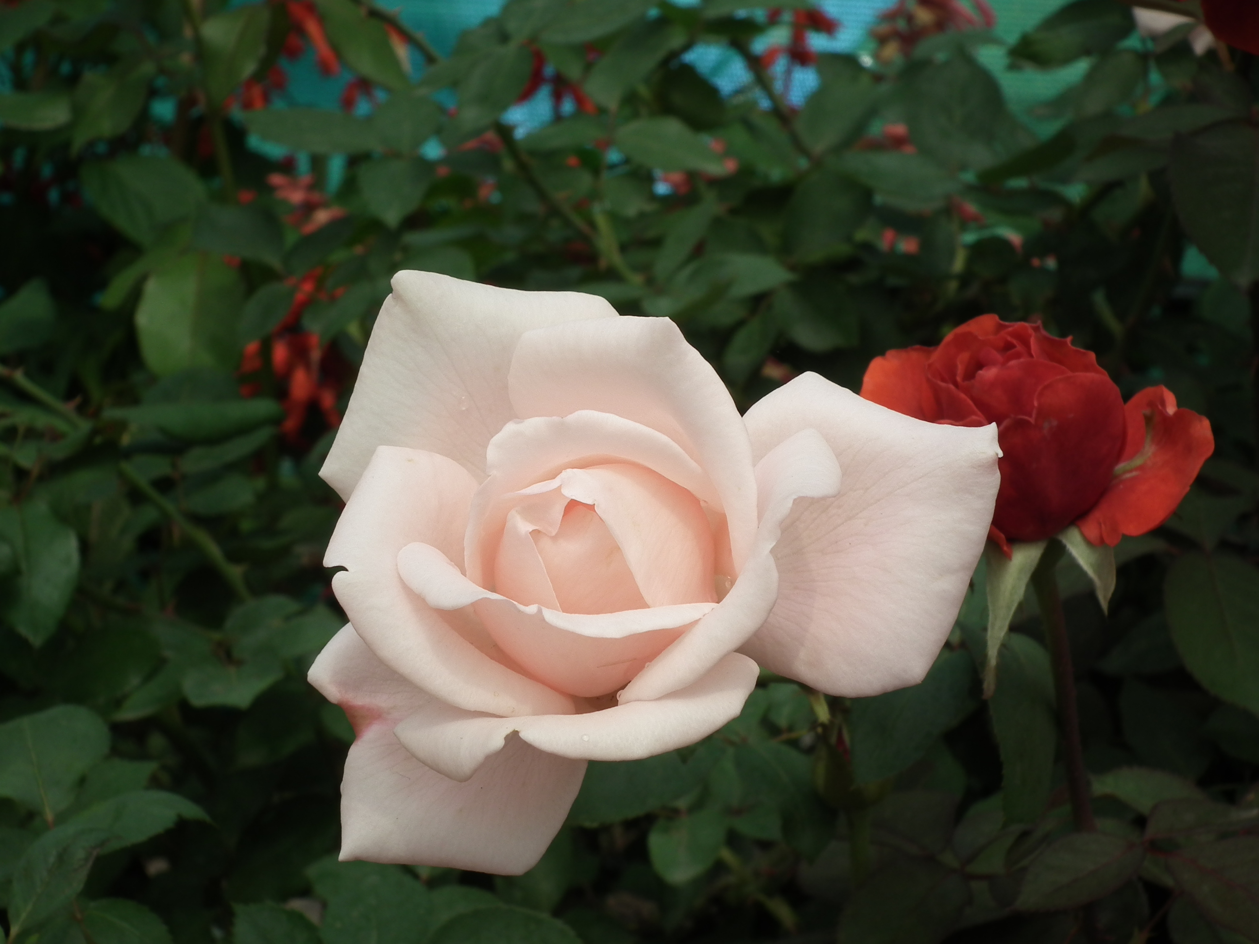 Rose from Lalbagh flower show Aug 2013 8543