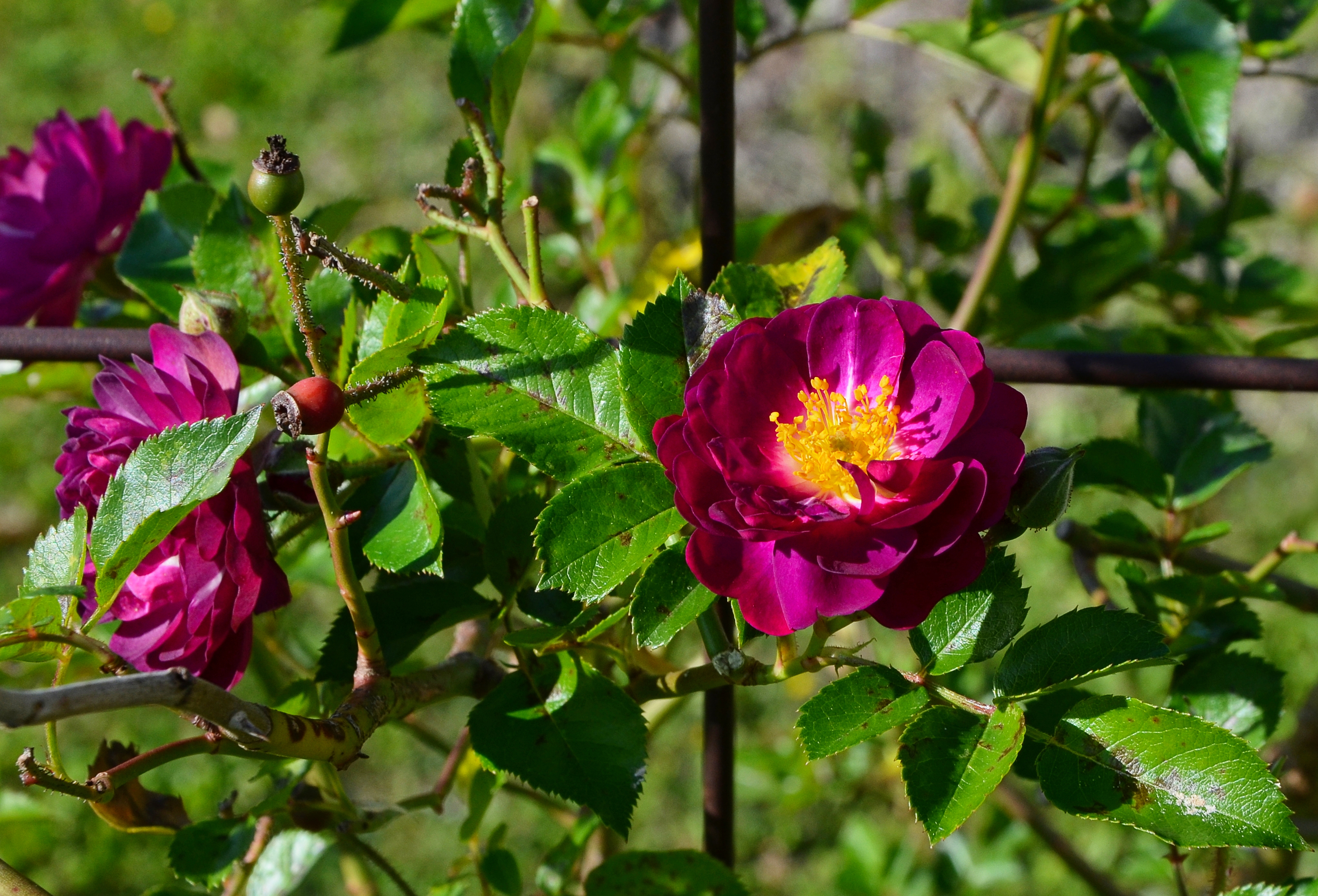 Rose&fruits FR 2014