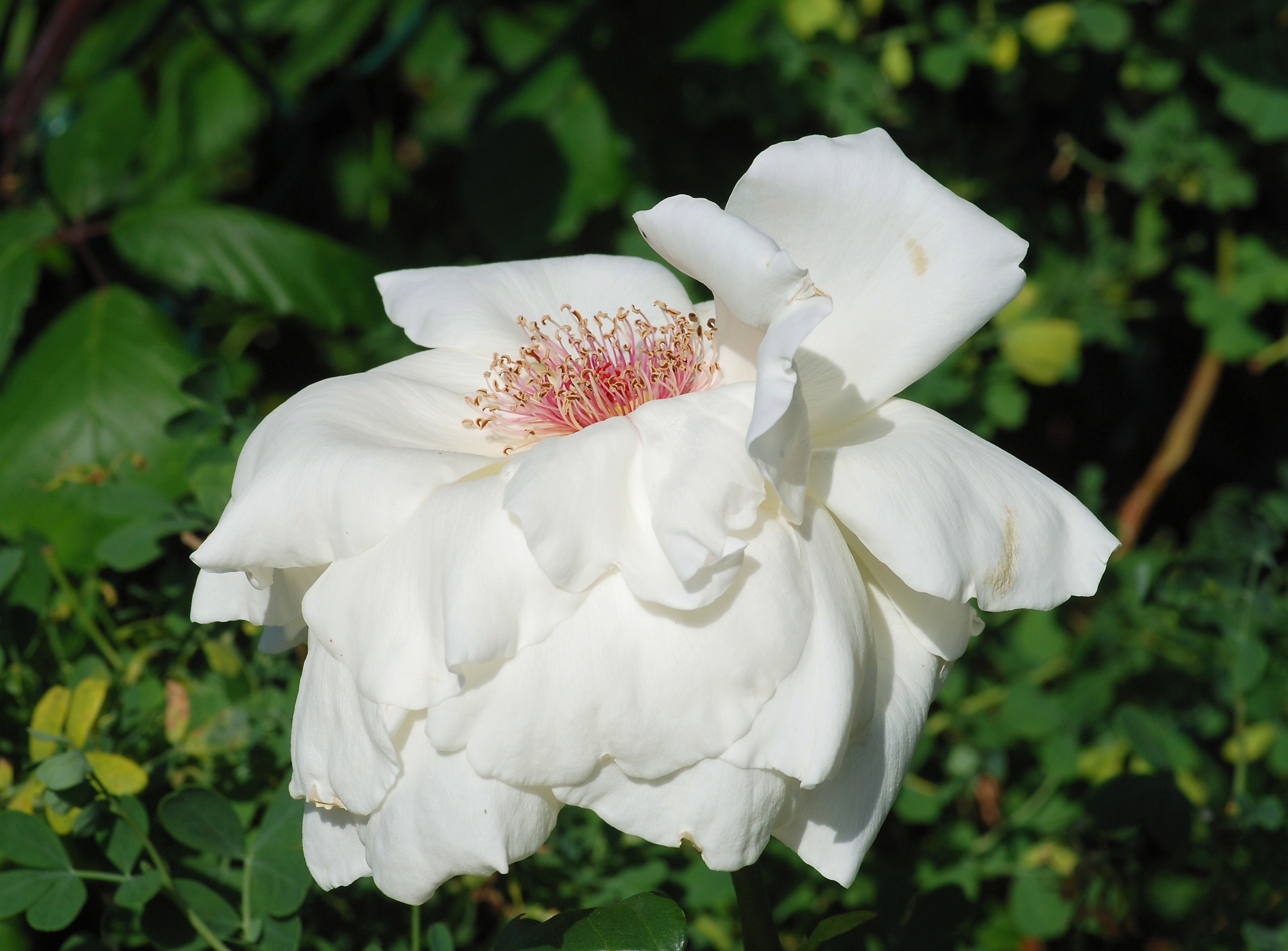 Rose May 2010-3