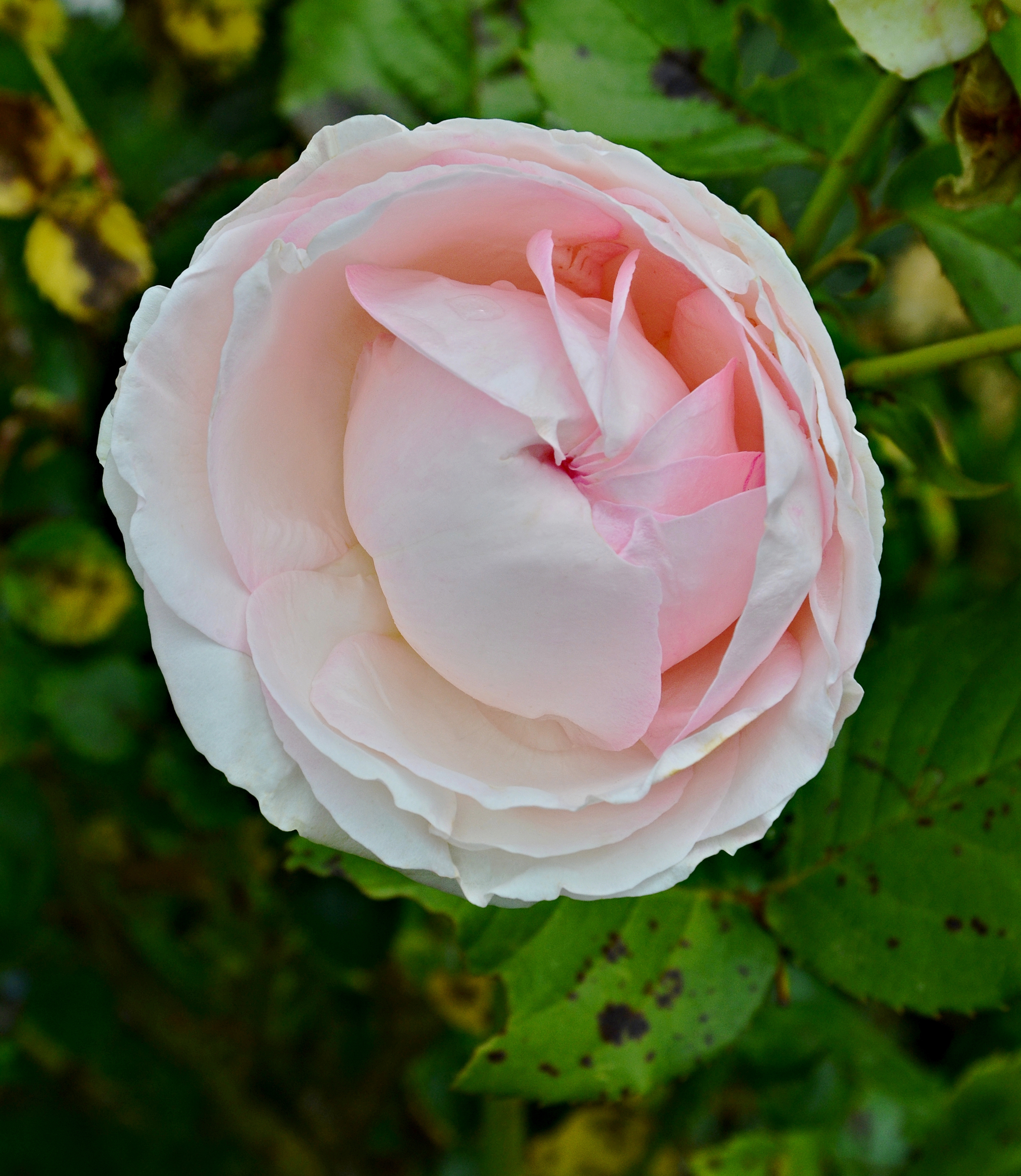 Rose P de Ronsard FR 2014