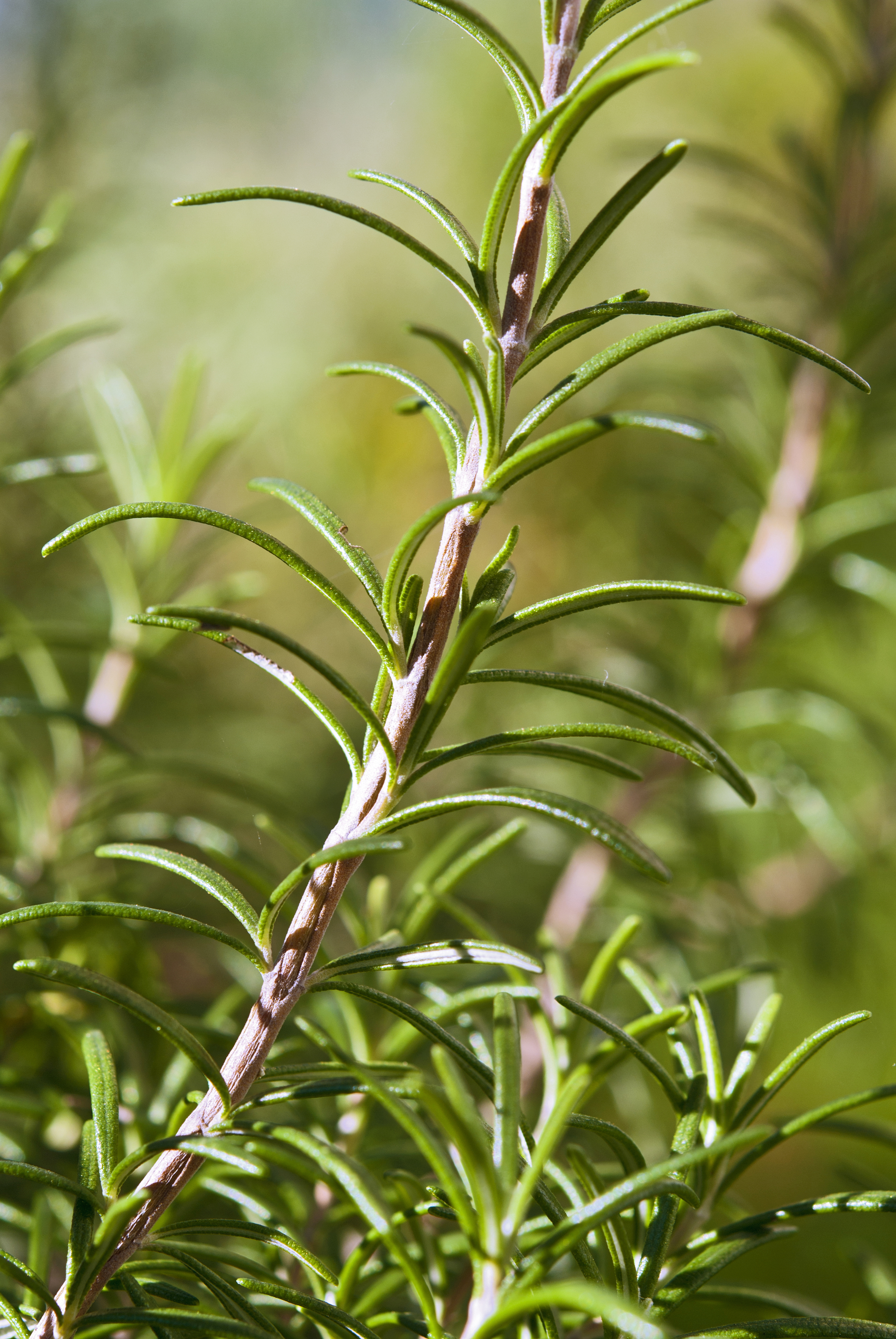 Rosmarinus officinalis (1)