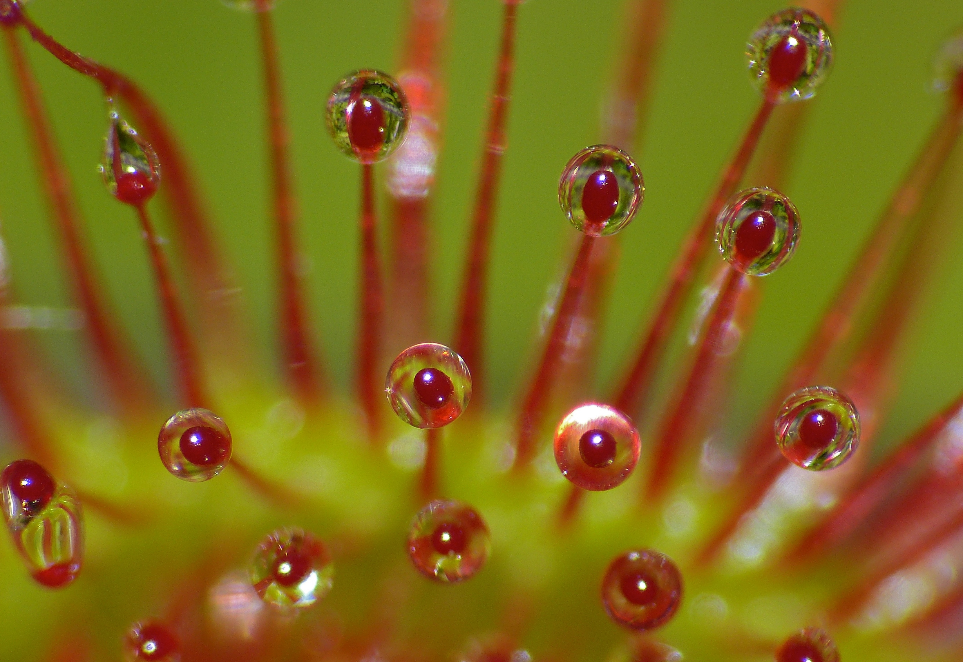 Round-leaved Sundew (Drosera rotundifolia) close-up (9410374310)