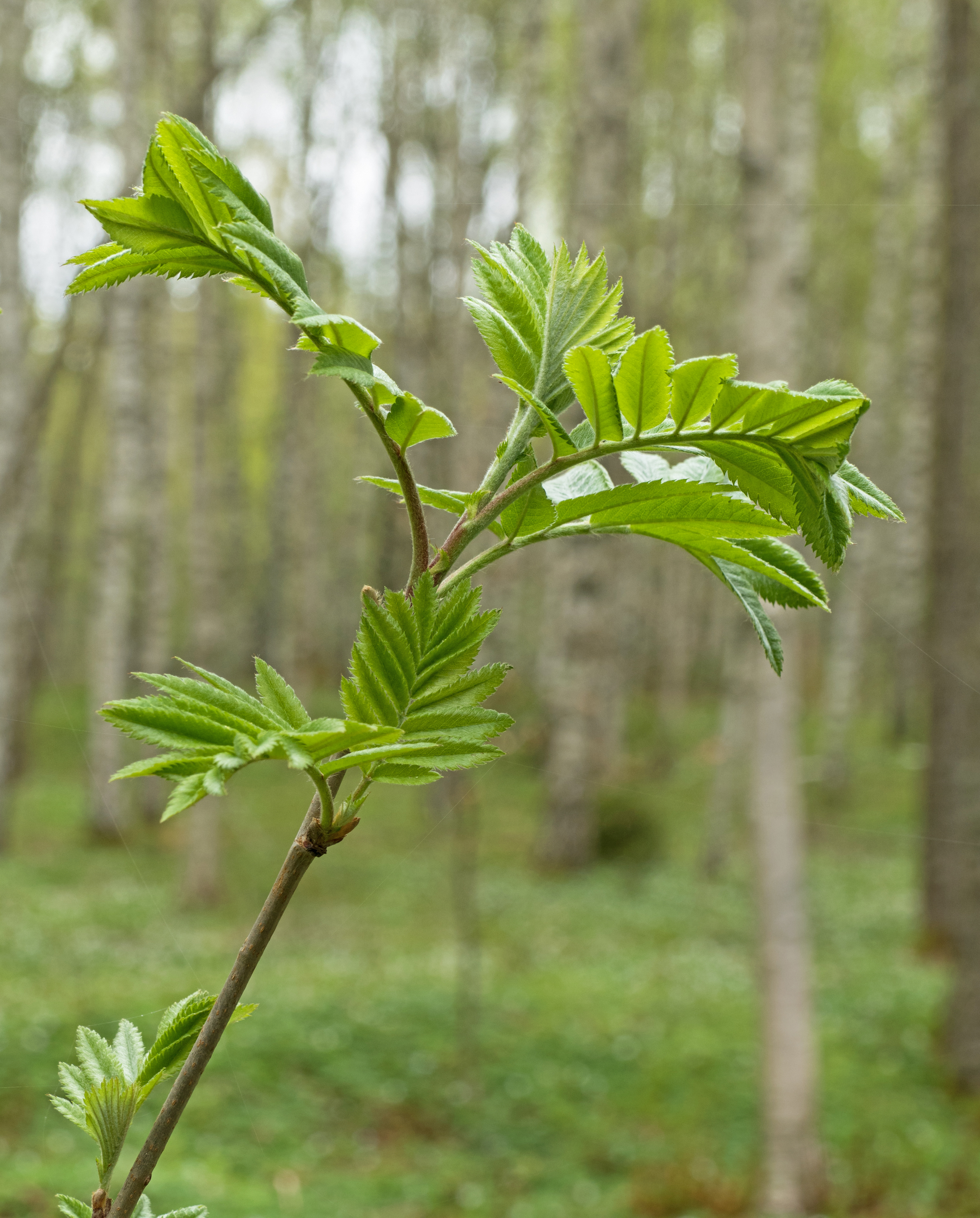 Rowan sapling in Gullmarsskogen