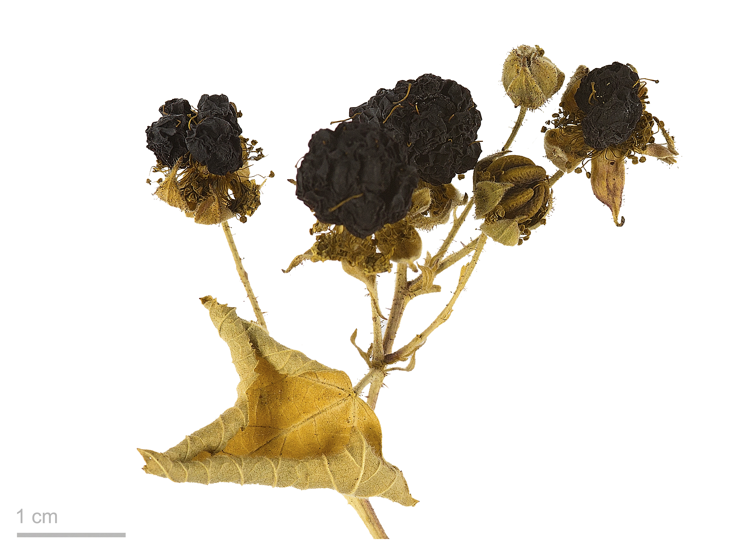 Rubus caesius MHNT.BOT.2007.40.125
