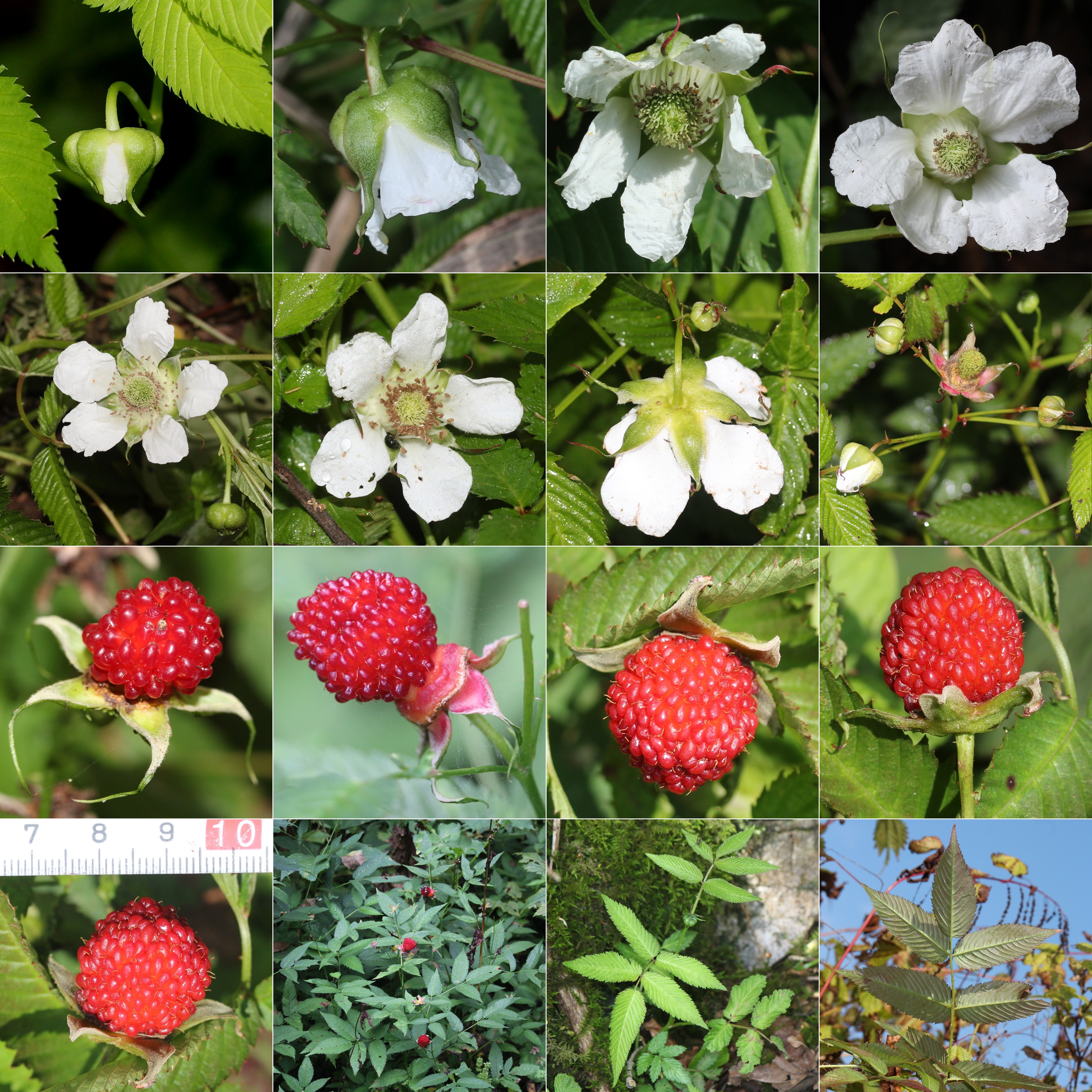 Rubus illecebrosus (Montage s3)