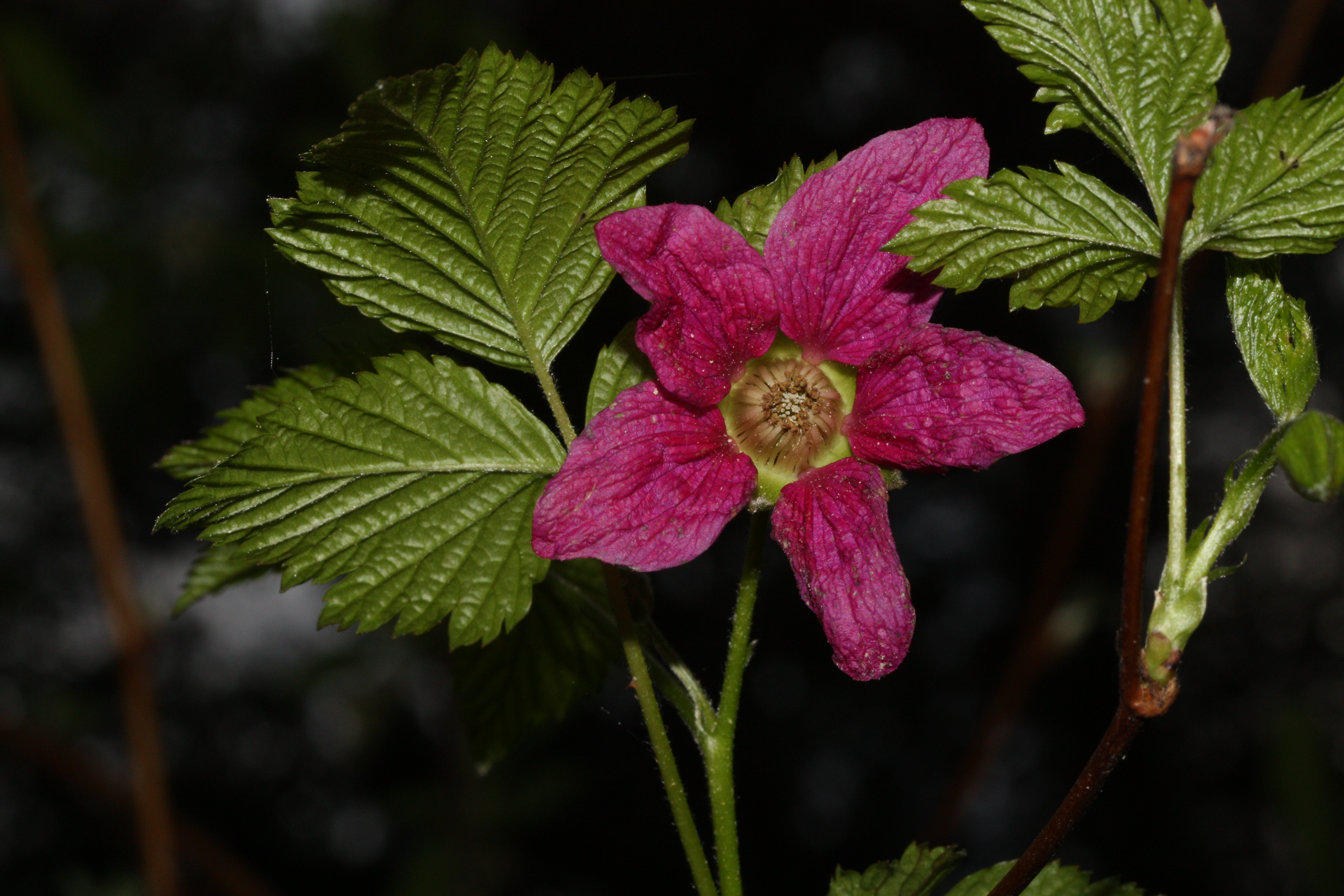 Rubus spectabilis 5373