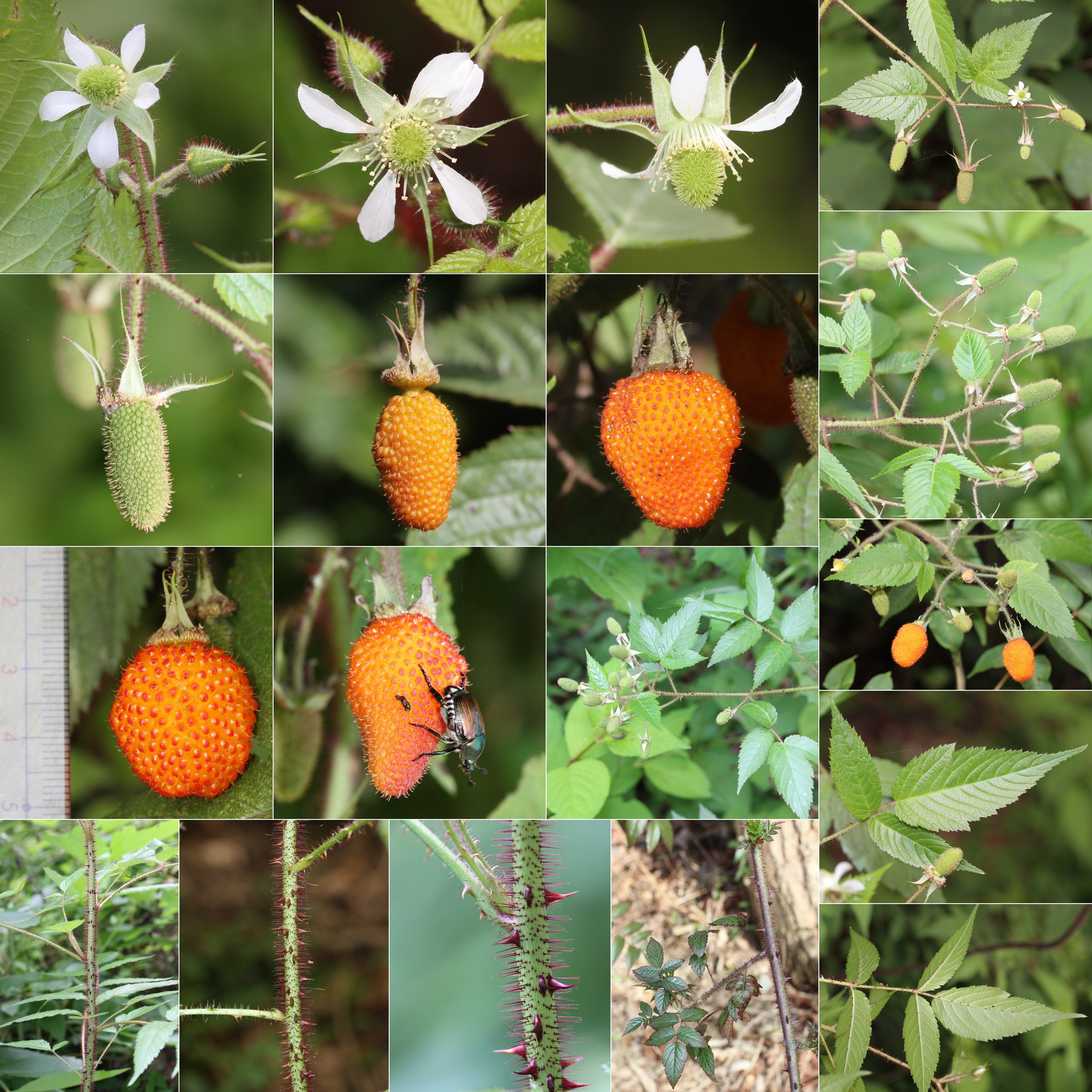 Rubus sumatranus (Montage)