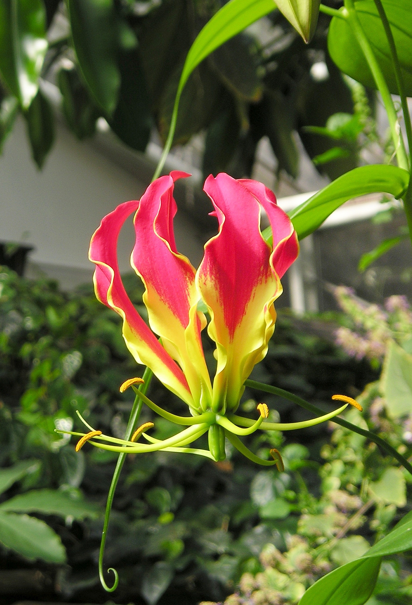 Ruhmeskrone (Gloriosa superba) 1