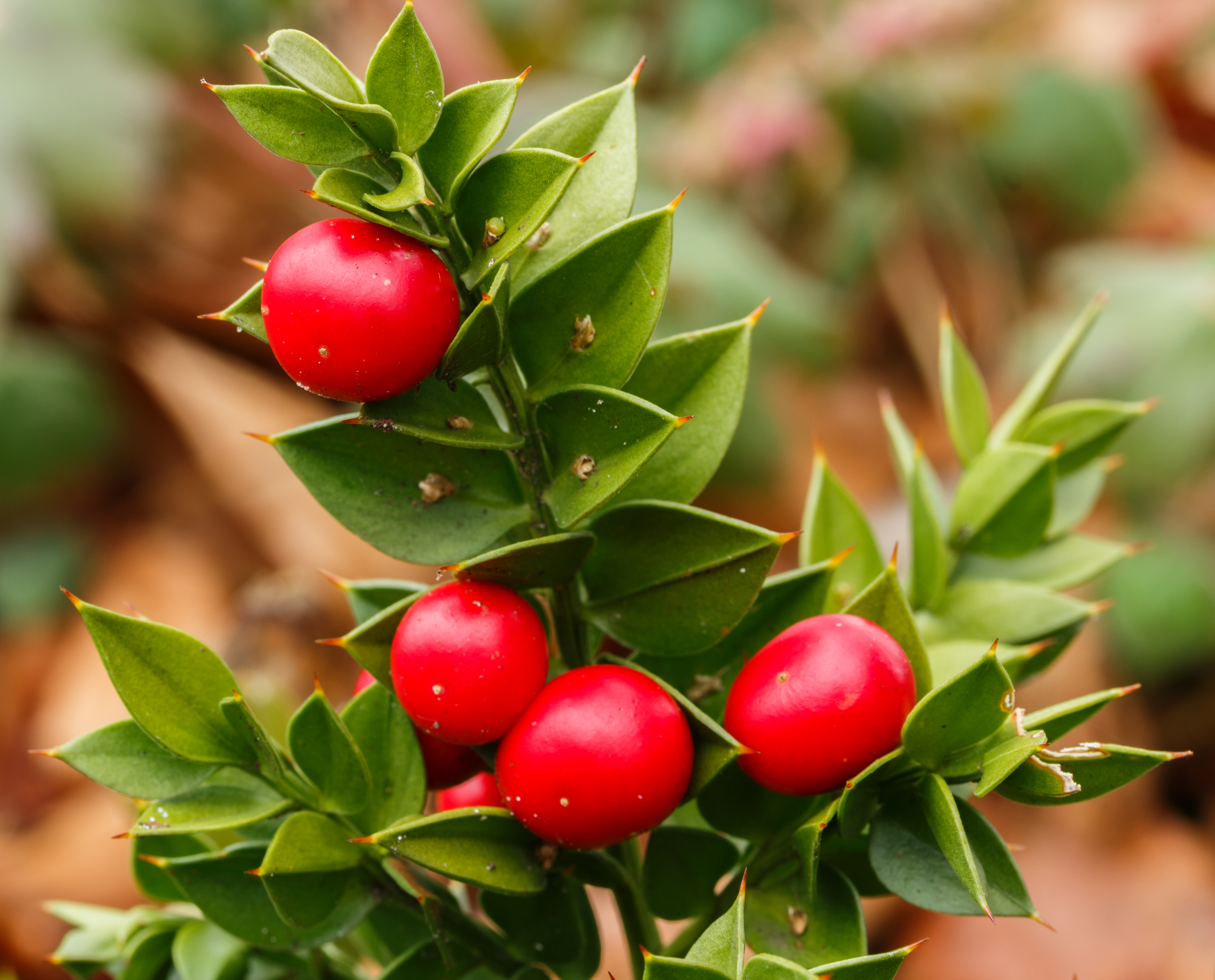Ruscus aculeatus 'John Redmond'. Locatie, Tuinreservaat Jonkervallei 02