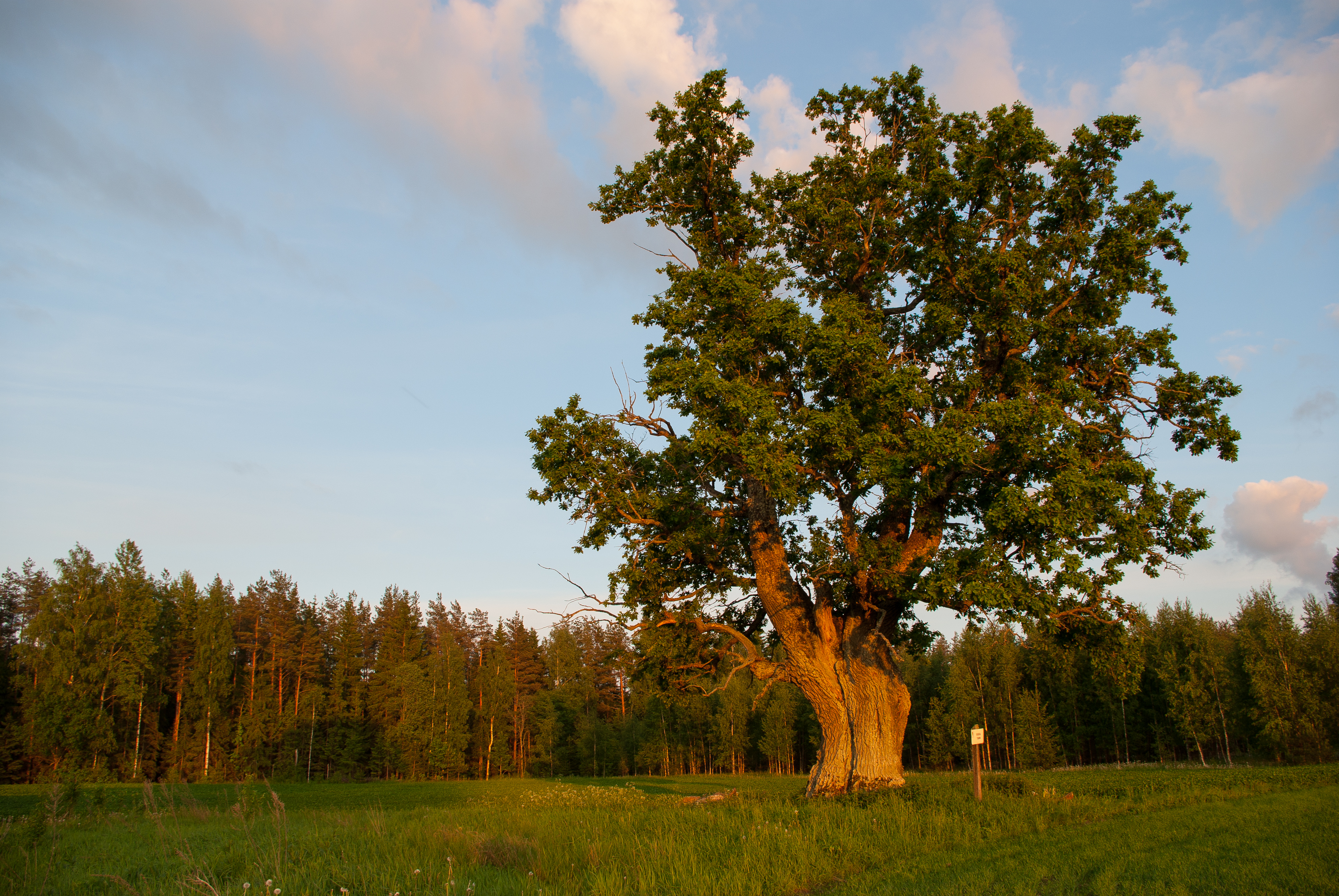 Ruuga tamm