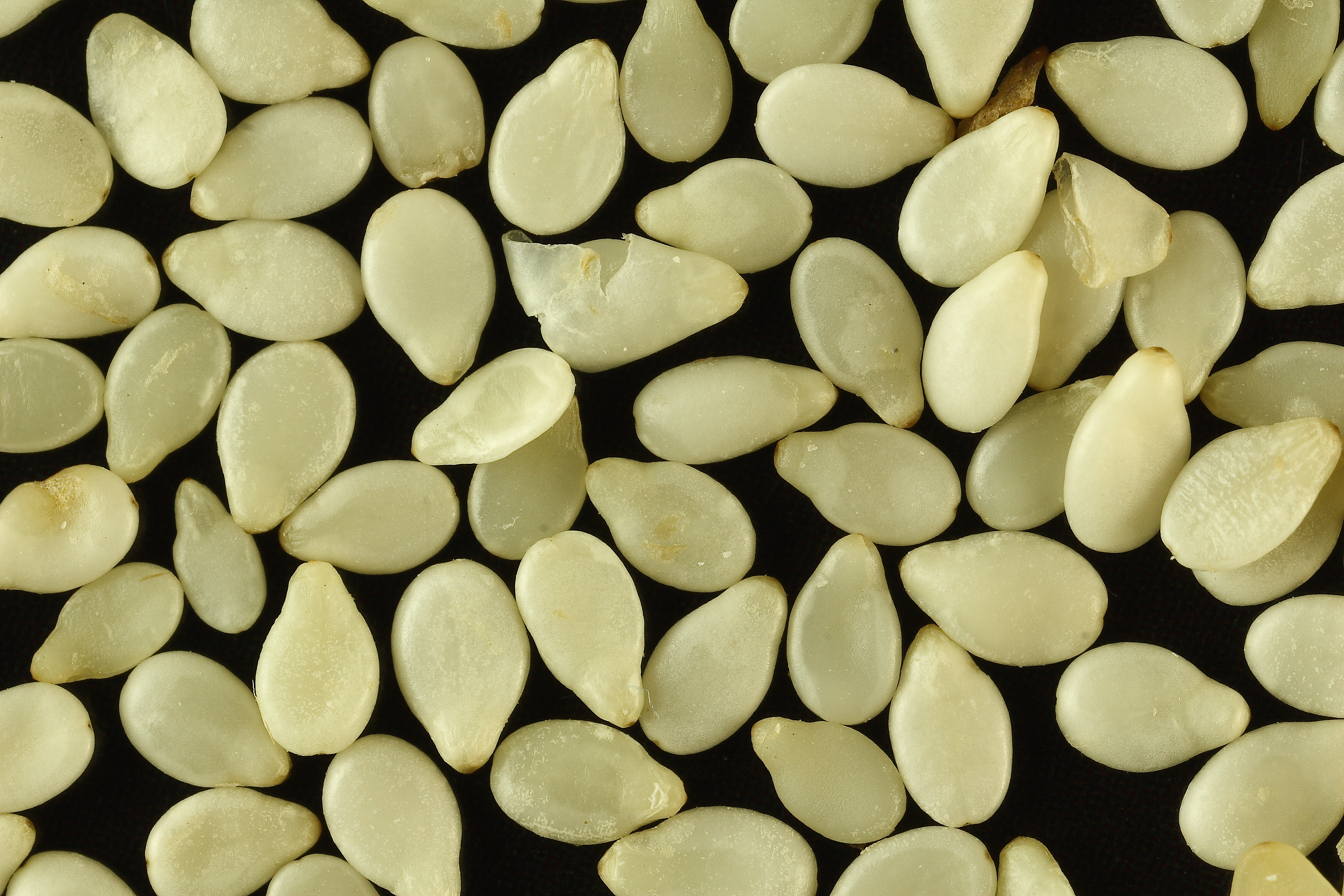 Sa white sesame seeds