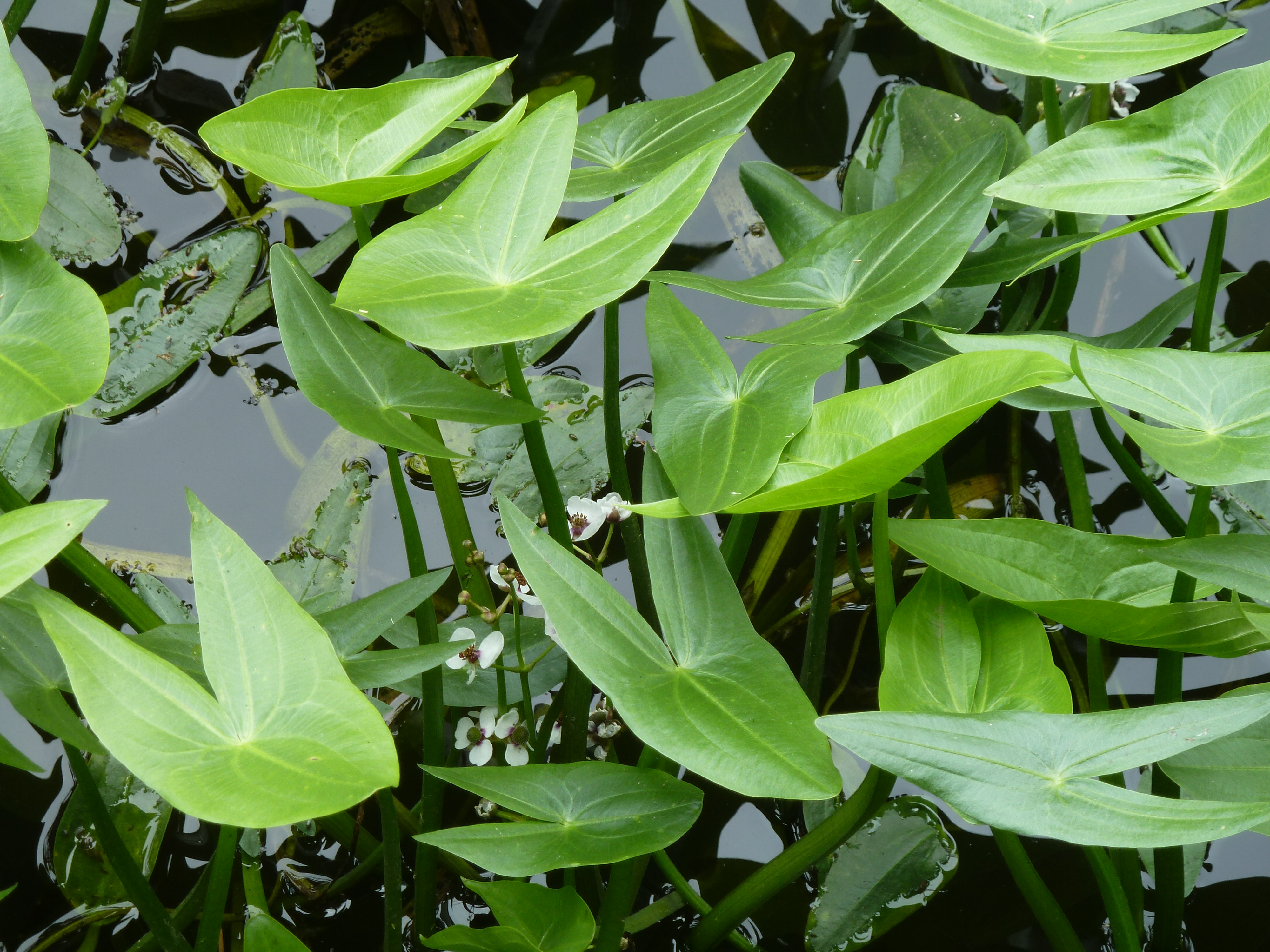 SagittariaSagittifoliaIreland