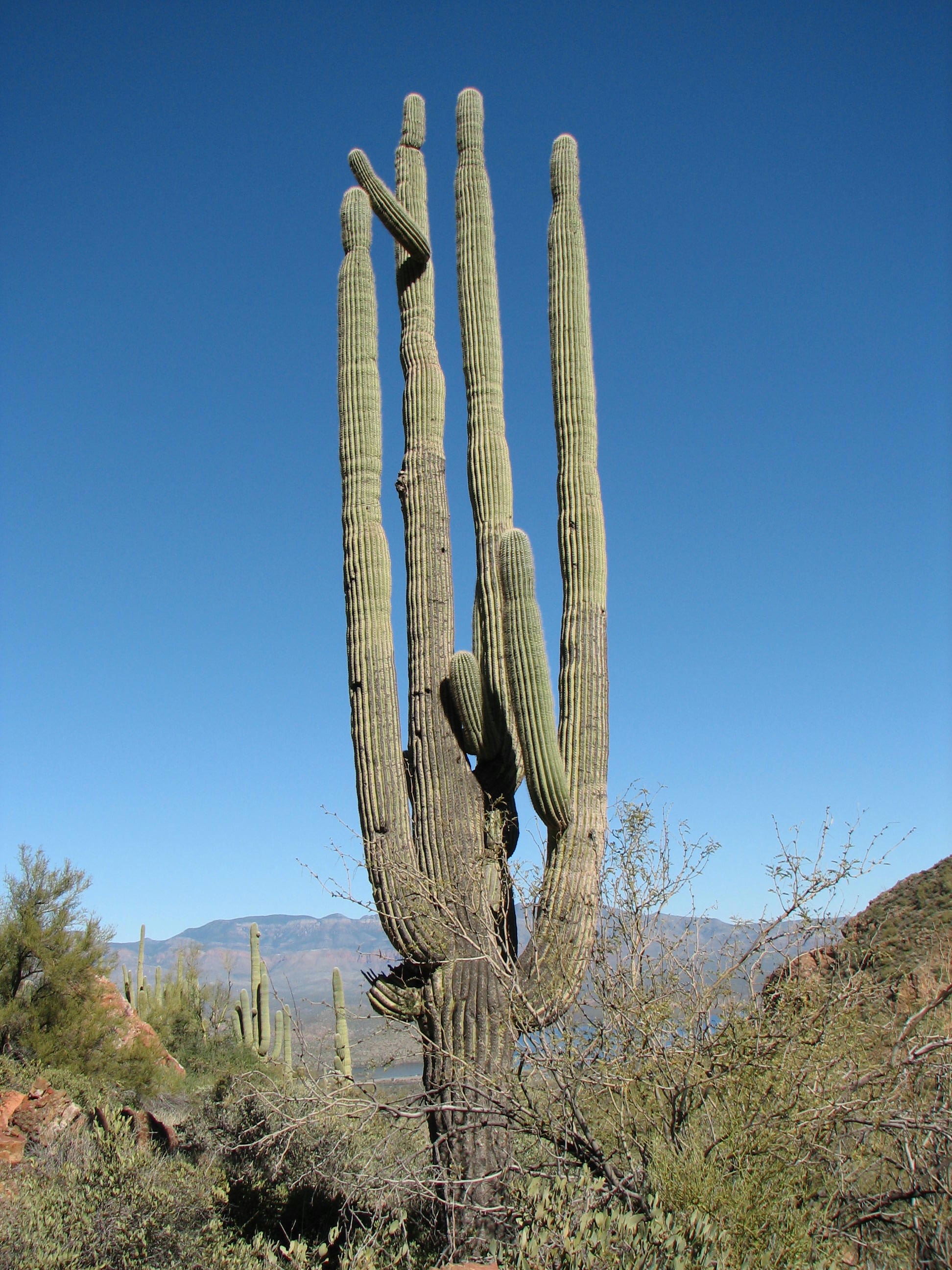 Saguaro 01