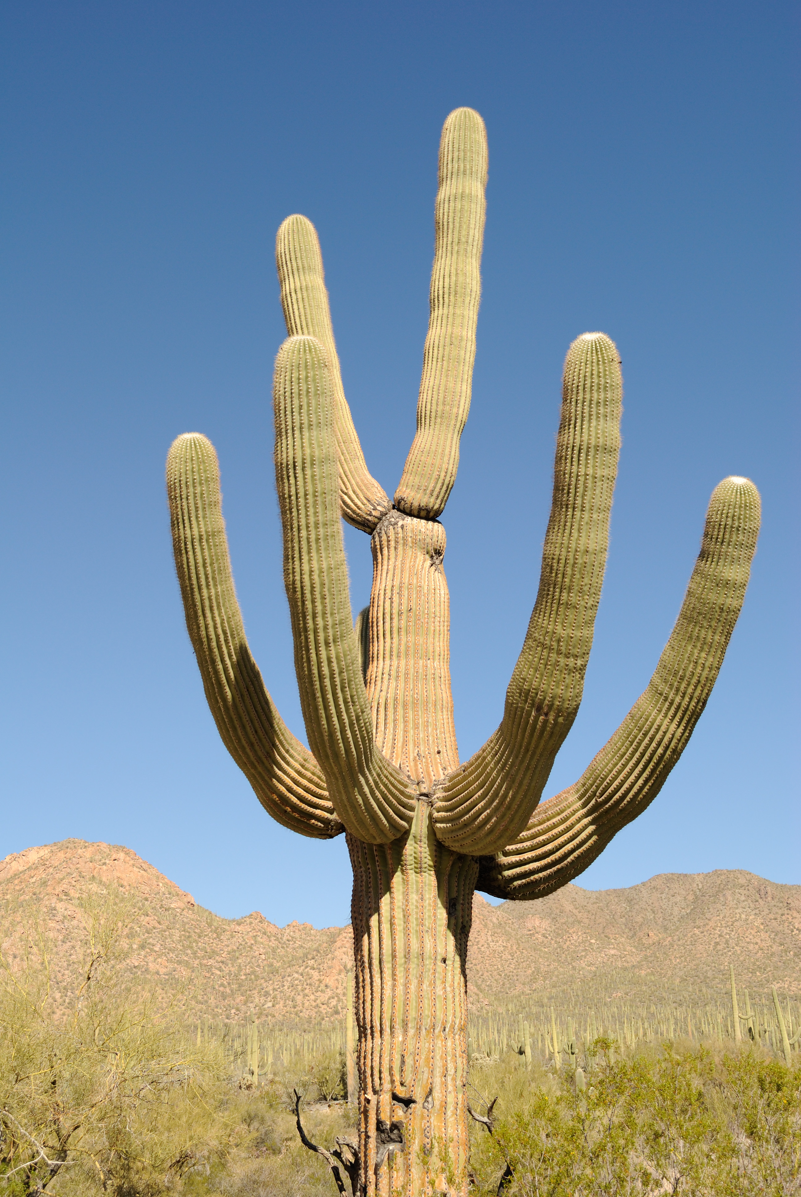 Saguaro (6989393885)