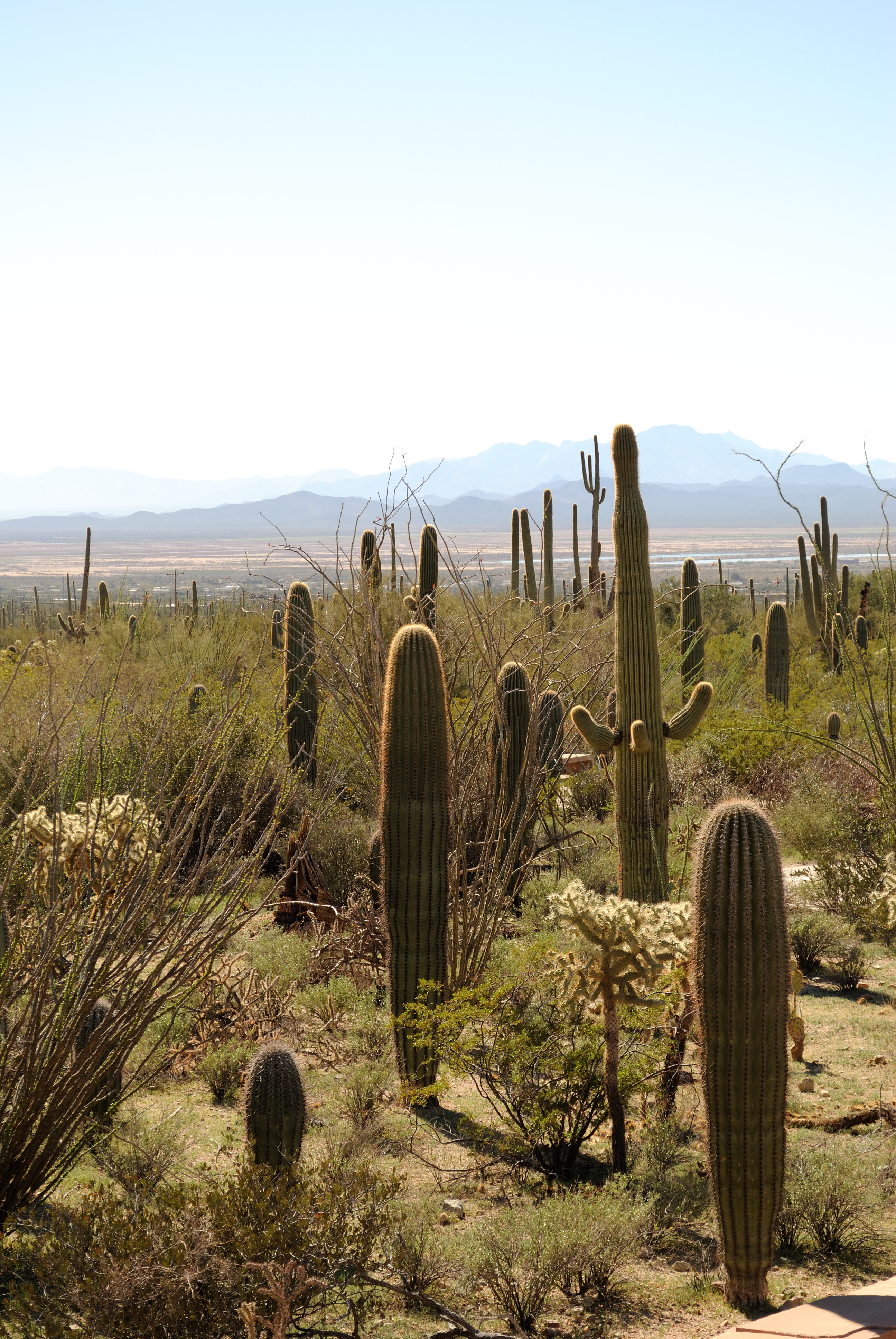 Saguaros (6989396767)