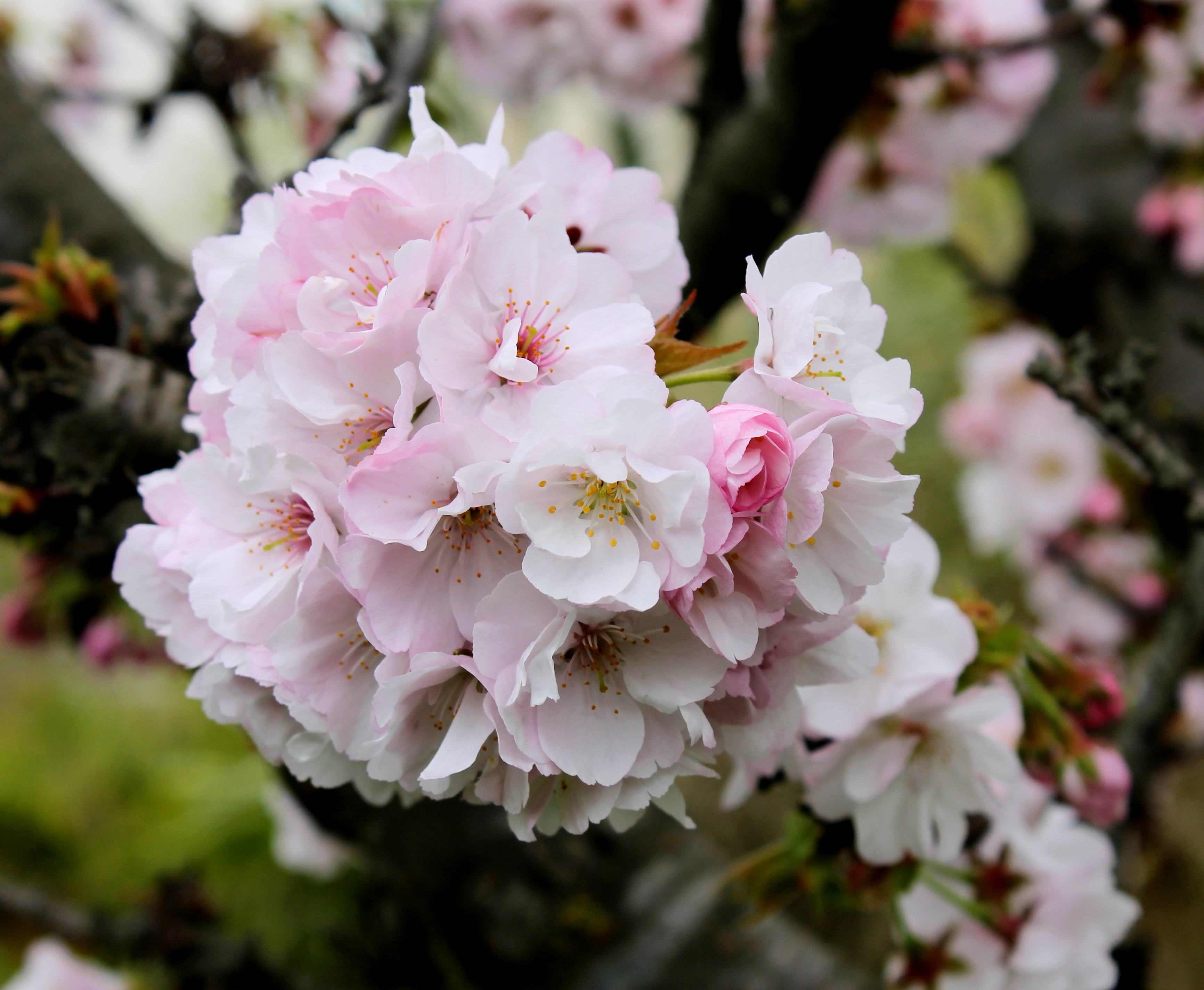 Sakura in Sochi